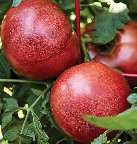 Miniatura 4 de Burpee Cherokee Purple  Heirloom - Tomate para cortar grande sabor rico 50 semillas