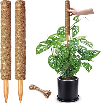 816LpSpytWL._AC_UF350,