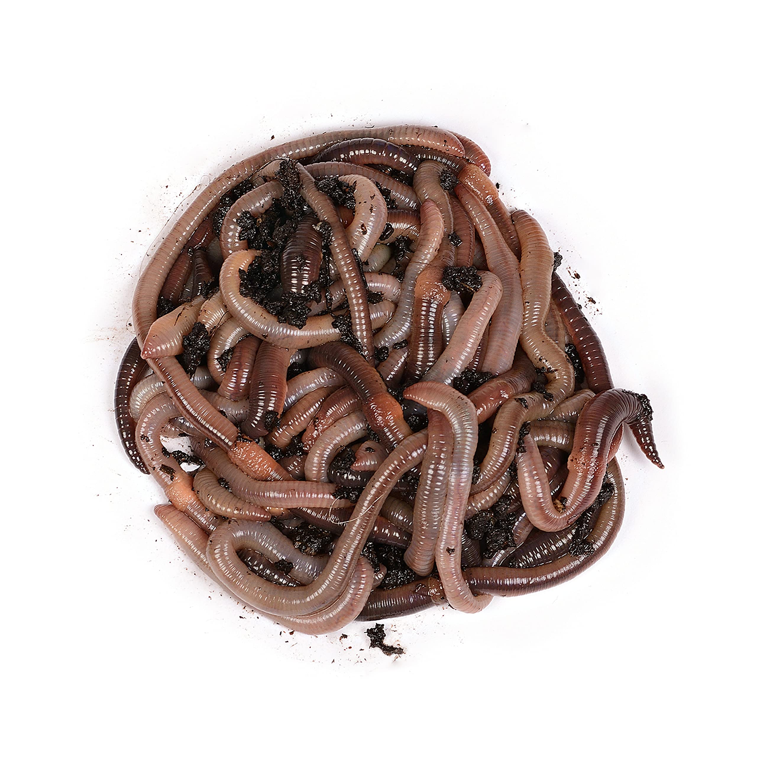 Natursache Tauwürmer lebend/Box I Lebender Angelköder für Wels, Forelle, Lachs, Aal, Zander, Hecht, Karpfen & alle Anderen Arten von großen Weißfischen I Ideales Zubehör für Angler