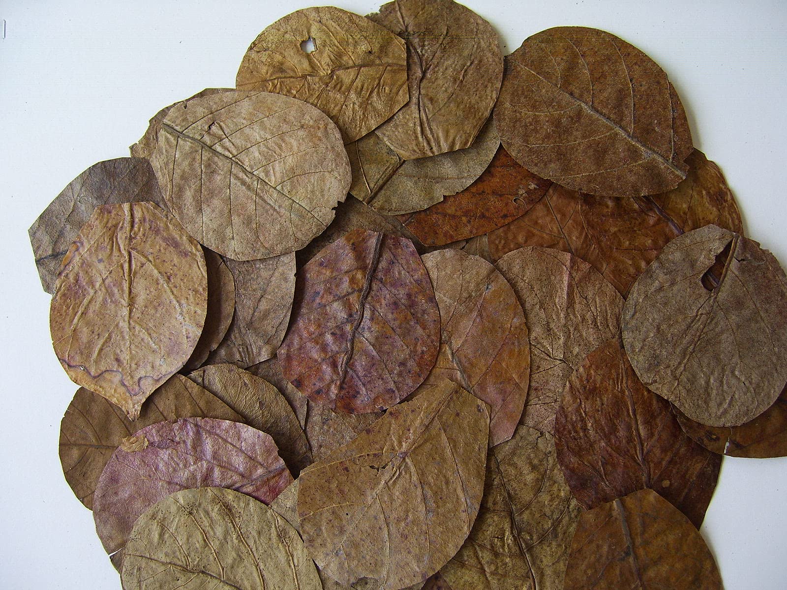 Indian Almond Leaves Nano x 50 6-9 cm Catappa Fish Tank Shrimp Betta Black Water