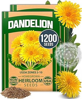 HOME GROWN Dandelion Seeds for Planting – 1200 Heirloom Medicinal Herb Seeds Grow Edible Leaves and Flowers for Remedies or Wildlife (Taraxacum officinale)