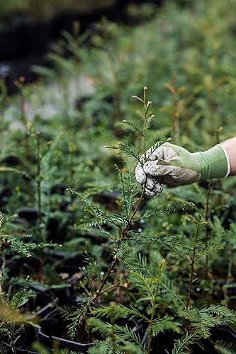 Miniatura 3 de Coast Redwood | XL Tree Seedling | The Jonsteen Company