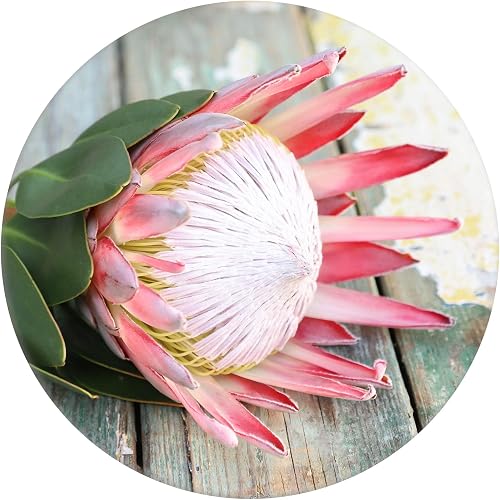 Protea Mouse Pad 2 Round