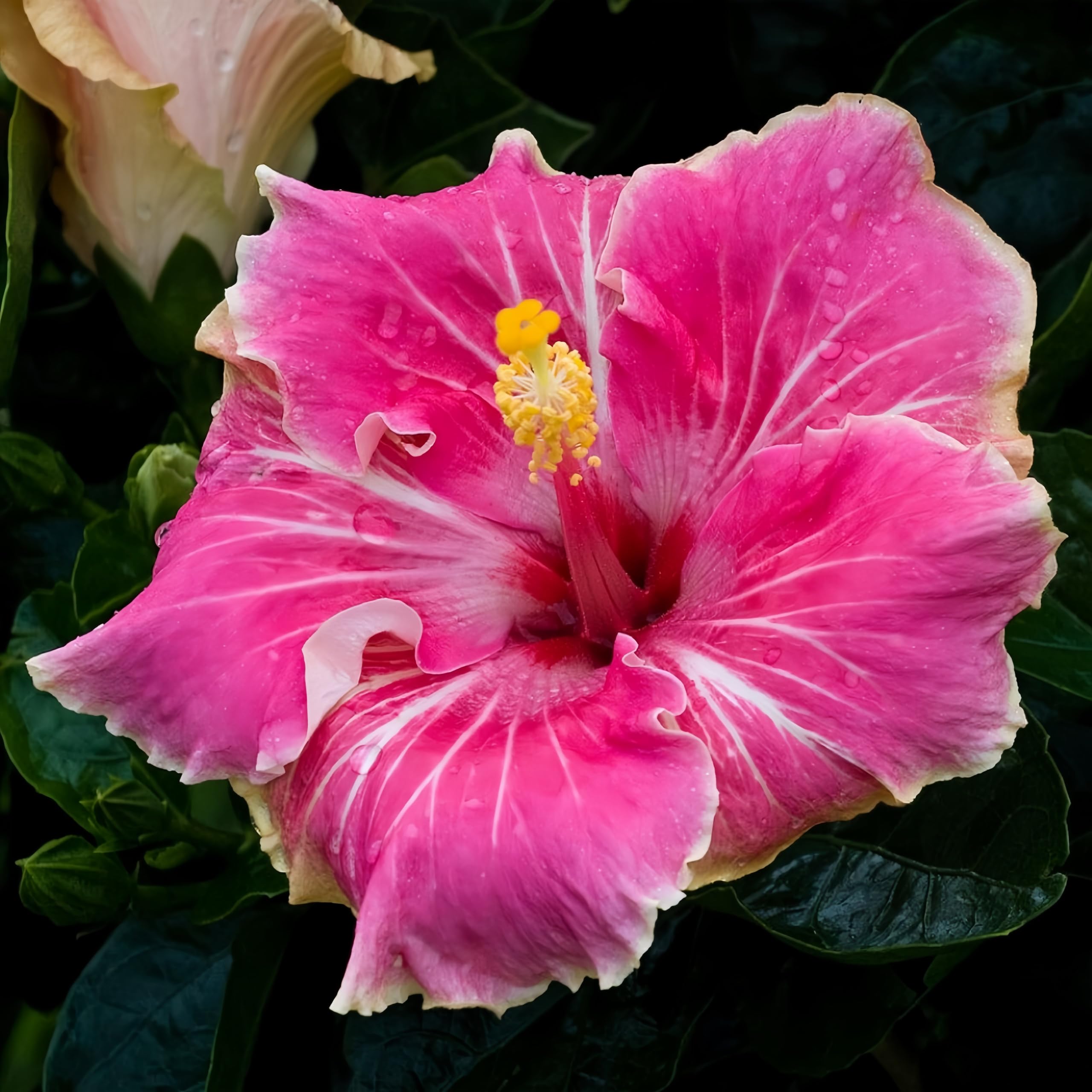 Beautiful Hibiscus, Surprisingly Growing, Hardy Perennial, Suitable for Spring and Autumn, Garden Viewing, No Watering Required111-1 Rhizome-G