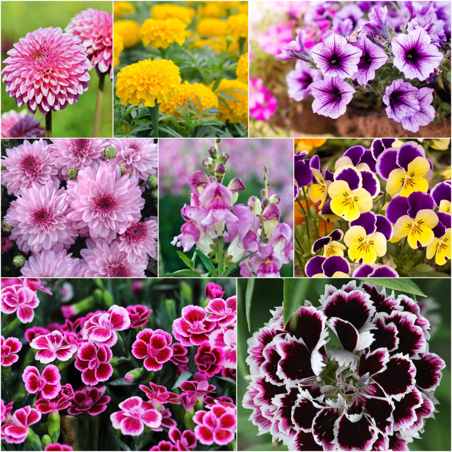 Winter season hybrid flower seeds combo pack, Dahlia, Marigold, Antirrhinum, Calendula, Chrysanthemums, Petunia, Pansy, Dianthus (Pack of 150) (B0CN3HLW55) Amazon Price History, Amazon Price Tracker