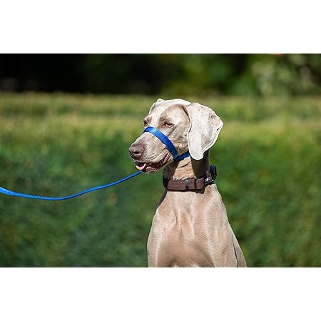 Uniwalker dog lead Clearance