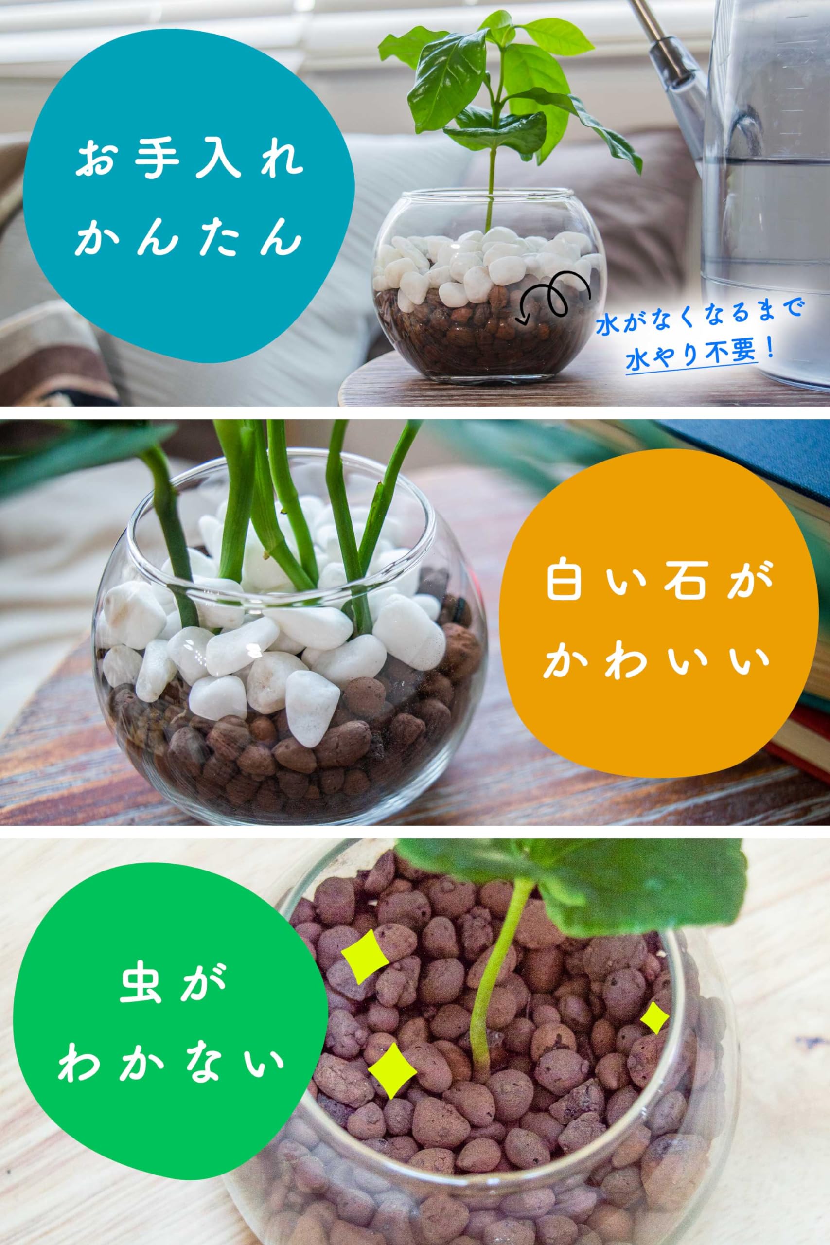 Amazon｜[ miipas ] シンゴニウム ハイドロカルチャー 観葉植物 本物