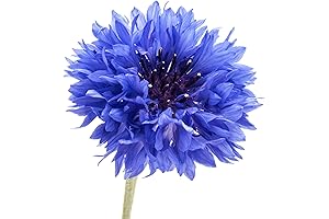 200 Dwarf Bachelor Button Seeds: Cornflower, Blue Flower