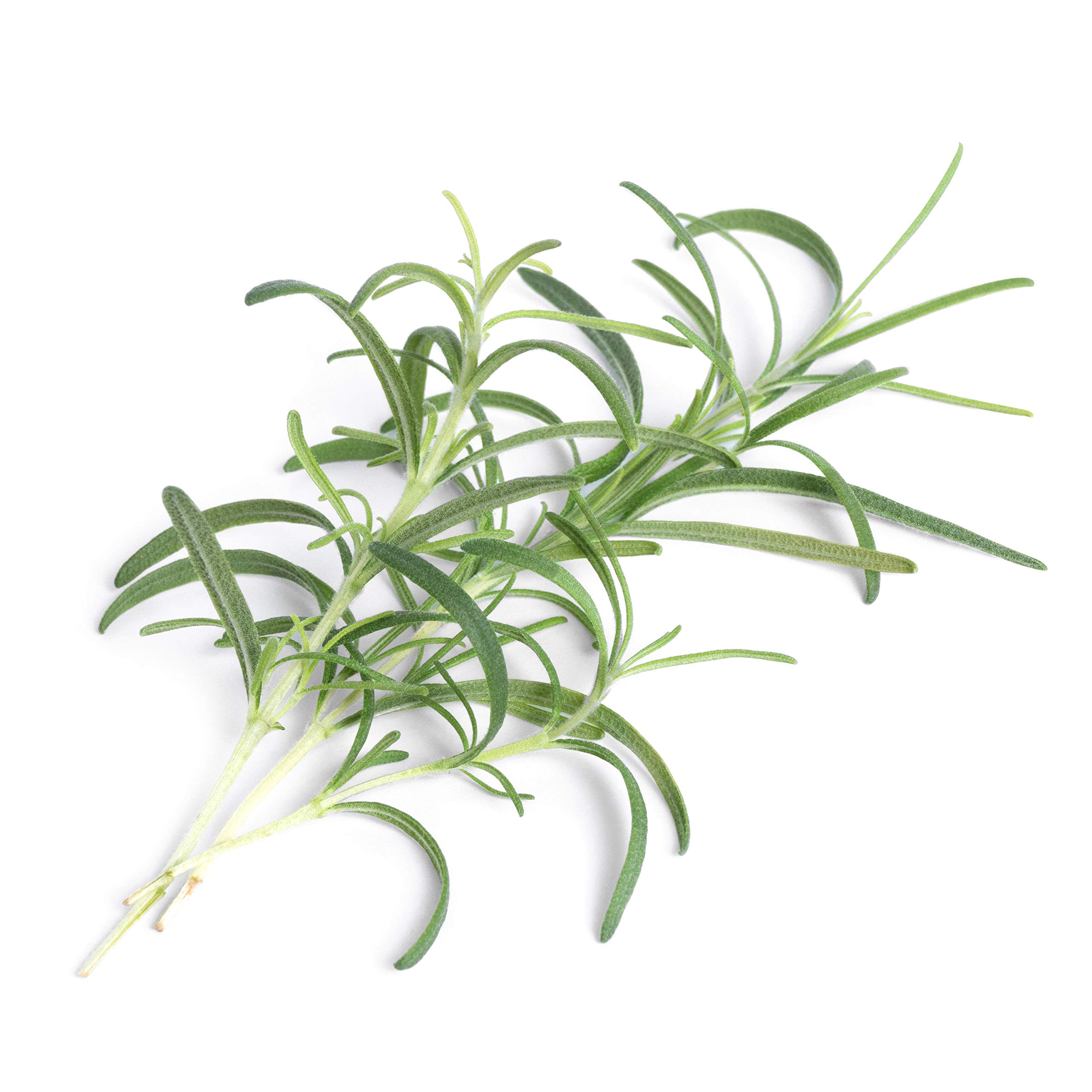 Lingot® Véritable® (Klassische Aromatische Kräuter, Rosmarin) - 2