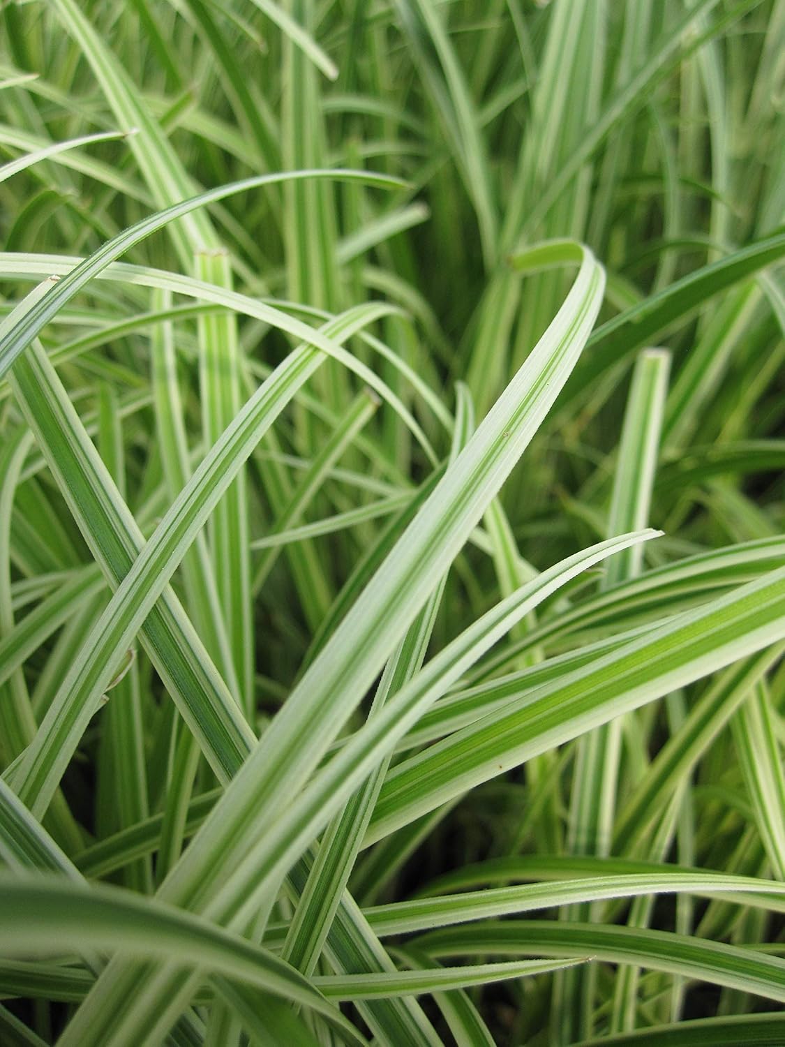 CAREX MOROWII `SILVER SCEPTRE` (Silver Sceptre Sedge) Grass, varigated foliage, #1 - Size Container