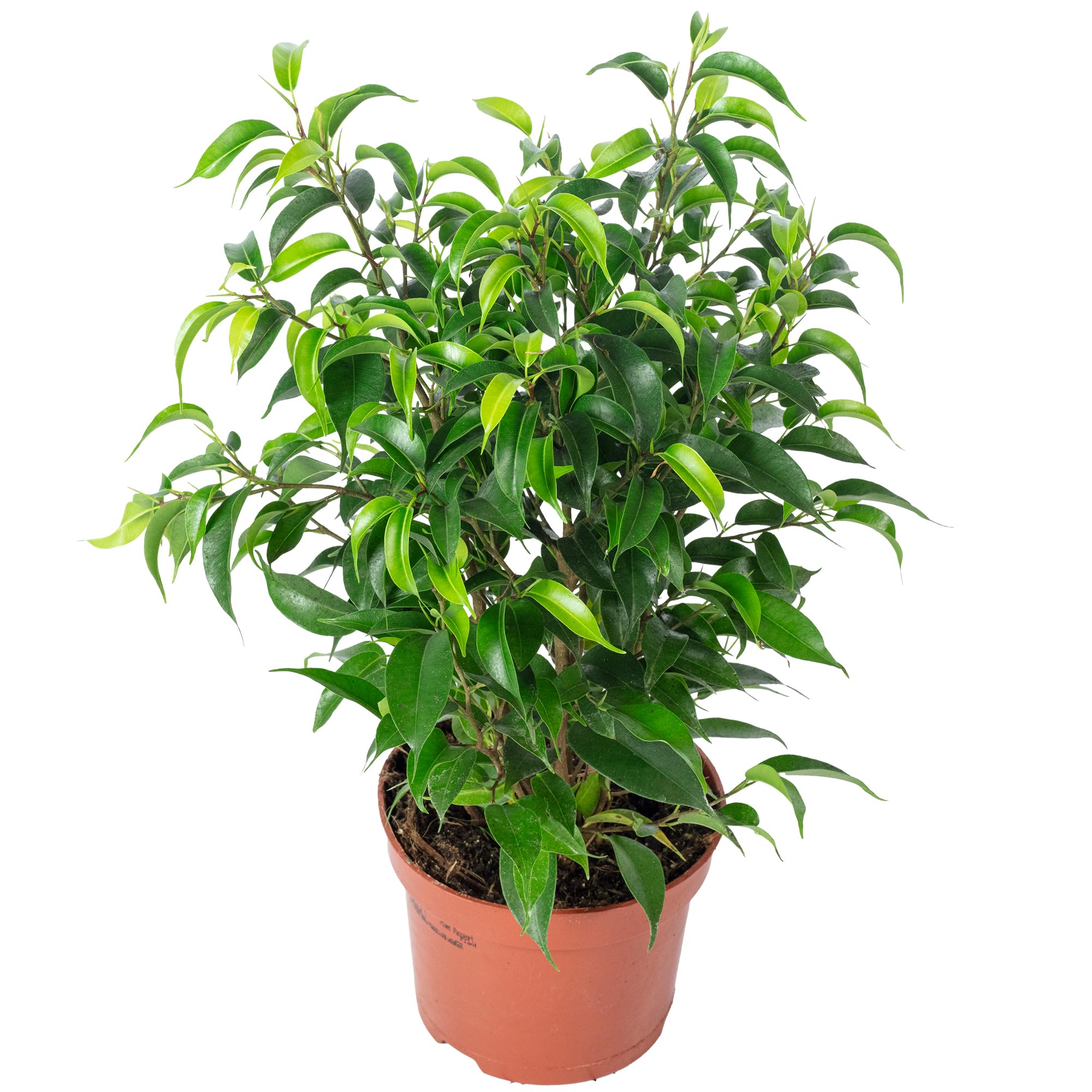 Figa brzozowa "Natasja" rozgałęziona - łatwa w pielęgnacji roślina pokojowa, Ficus benjamini - wysokość ok. 30 cm, średnica doniczki 12 cm