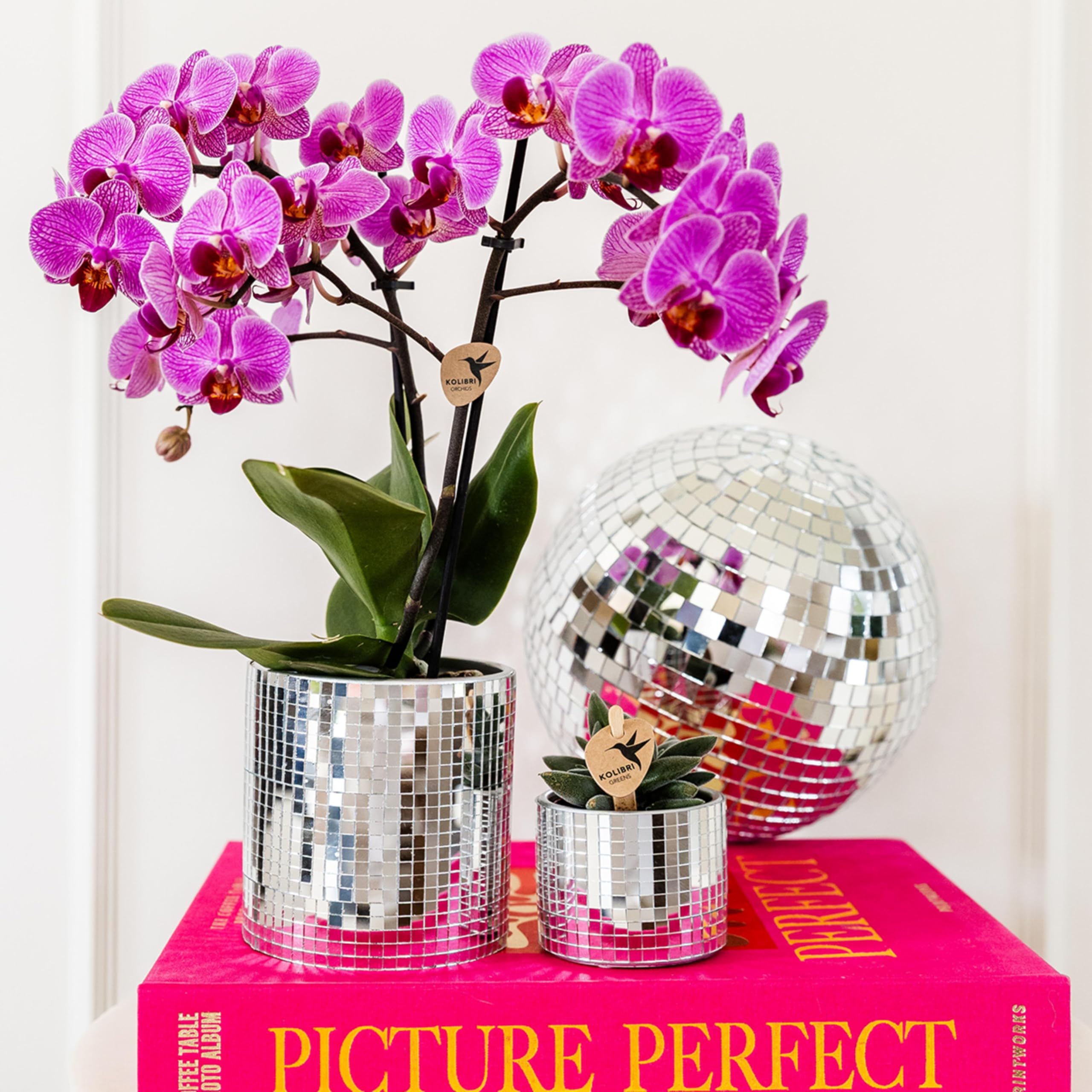 Kolibri Orchidées | Orchidée Phalaenopsis violet/rose - Mineral Vienne - Taille du pot Ø9cm | Plante d'intérieur à fleurs - Frais du cultivateur
