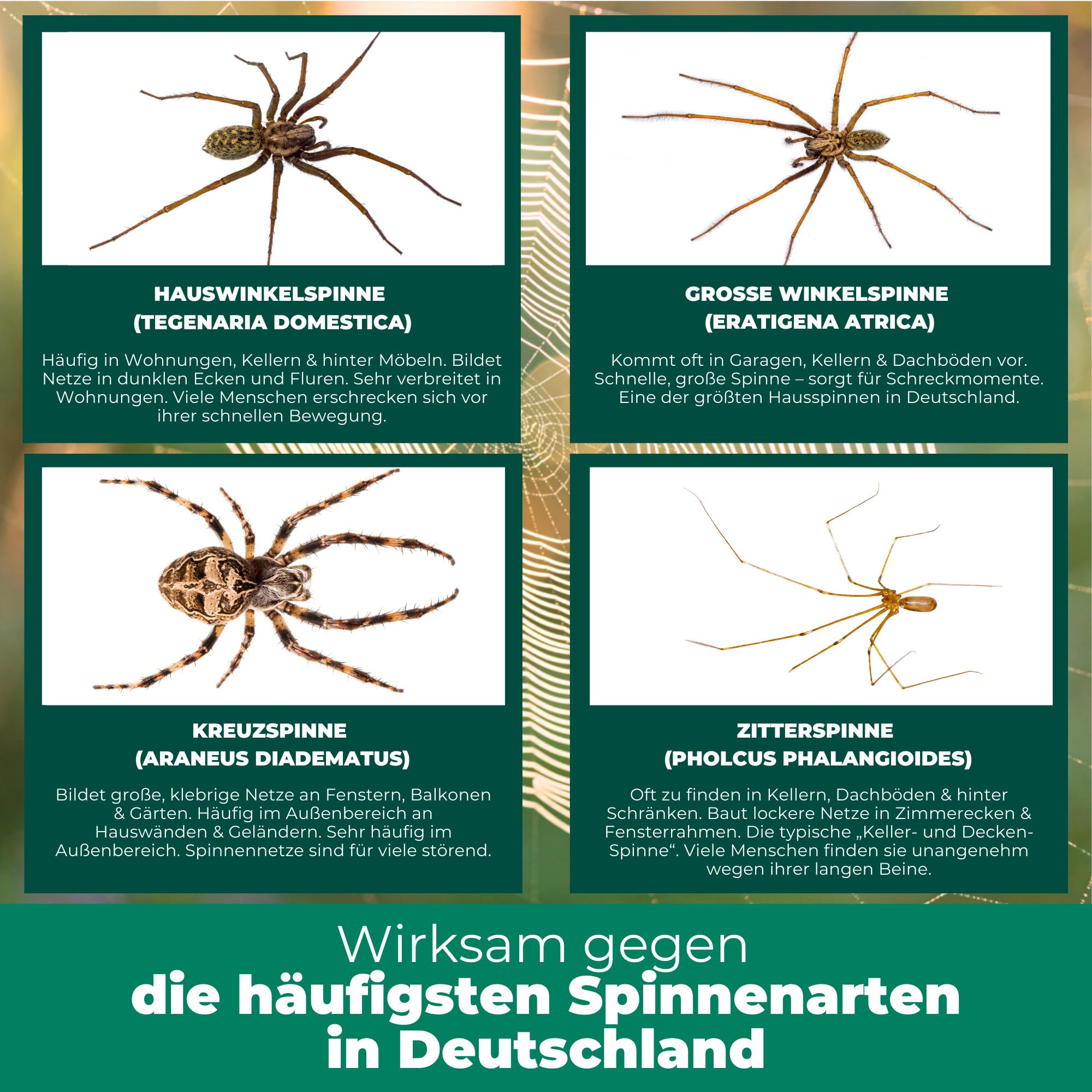 Silberkraft Spinnenspray 500 ml, Effektives Mittel gegen Spinnen in Haus, Wohnung & Garten, Langzeitwirkung bis zu 3 Monate, Alternative zu Spinnengift & Spinnenfallen