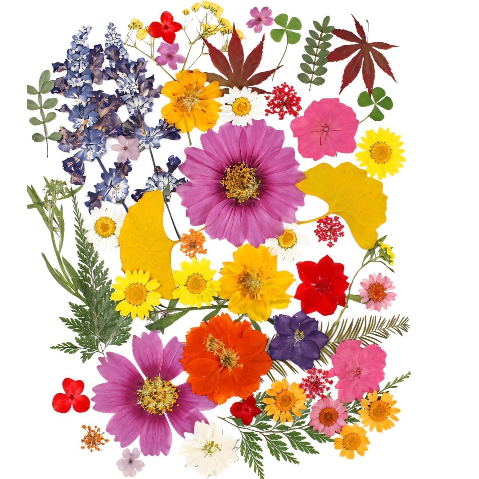 Getrocknete gepresste Blumen für Bastelarbeiten, 50 STK. natürliche Blätter und Blüten, DIY Bastelset, Verschiedene Blumenformen und Größen, ideal für Wohnraumdeko und kreative Geschenke