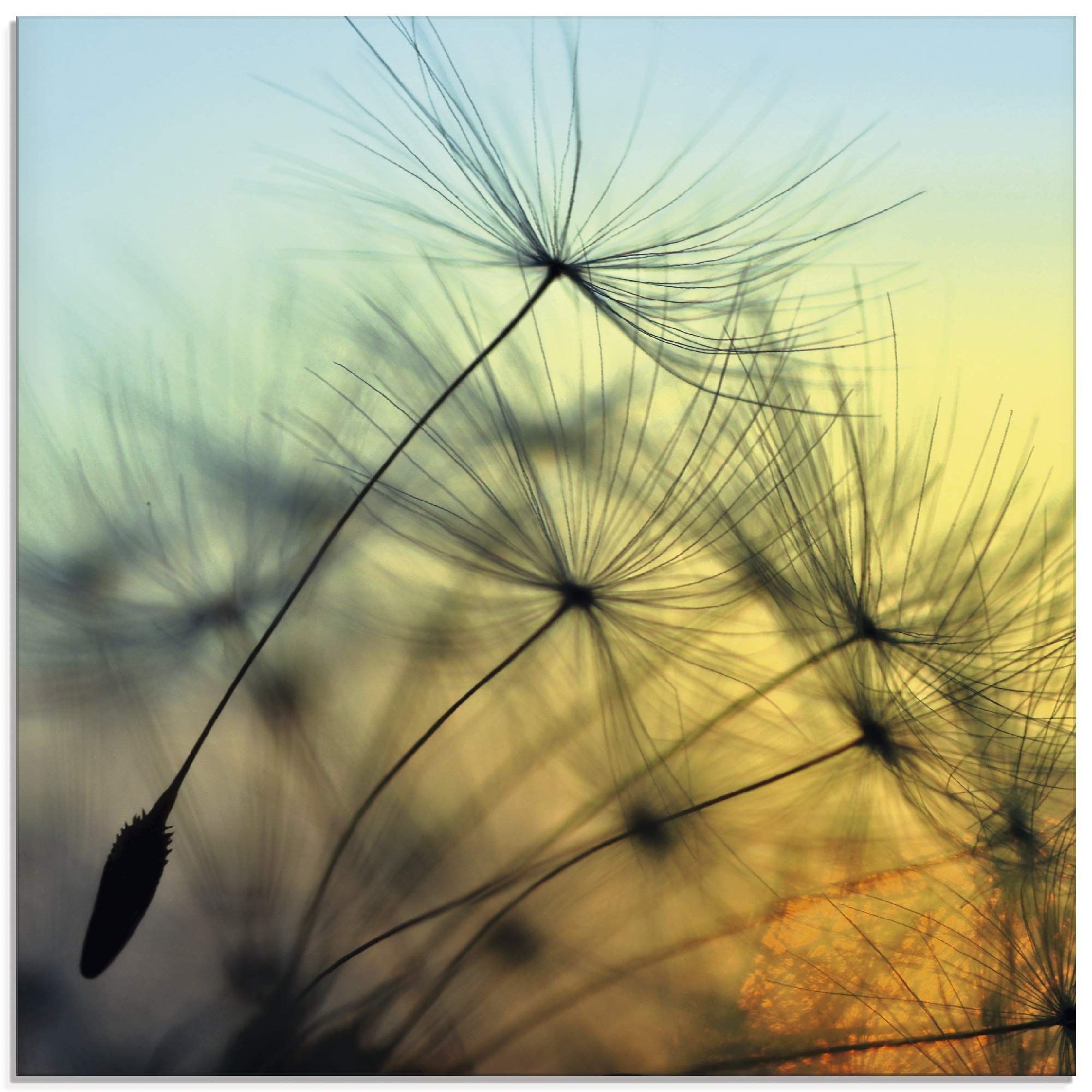 ARTland Wanddeko Glasbilder Wandbild Glas Bild einteilig 40x40 cm Quadratisch Natur Blumen Pusteblume Sonnenuntergang Himmel Moderne Kunst T5XL