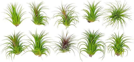 Best Water For Air Plants