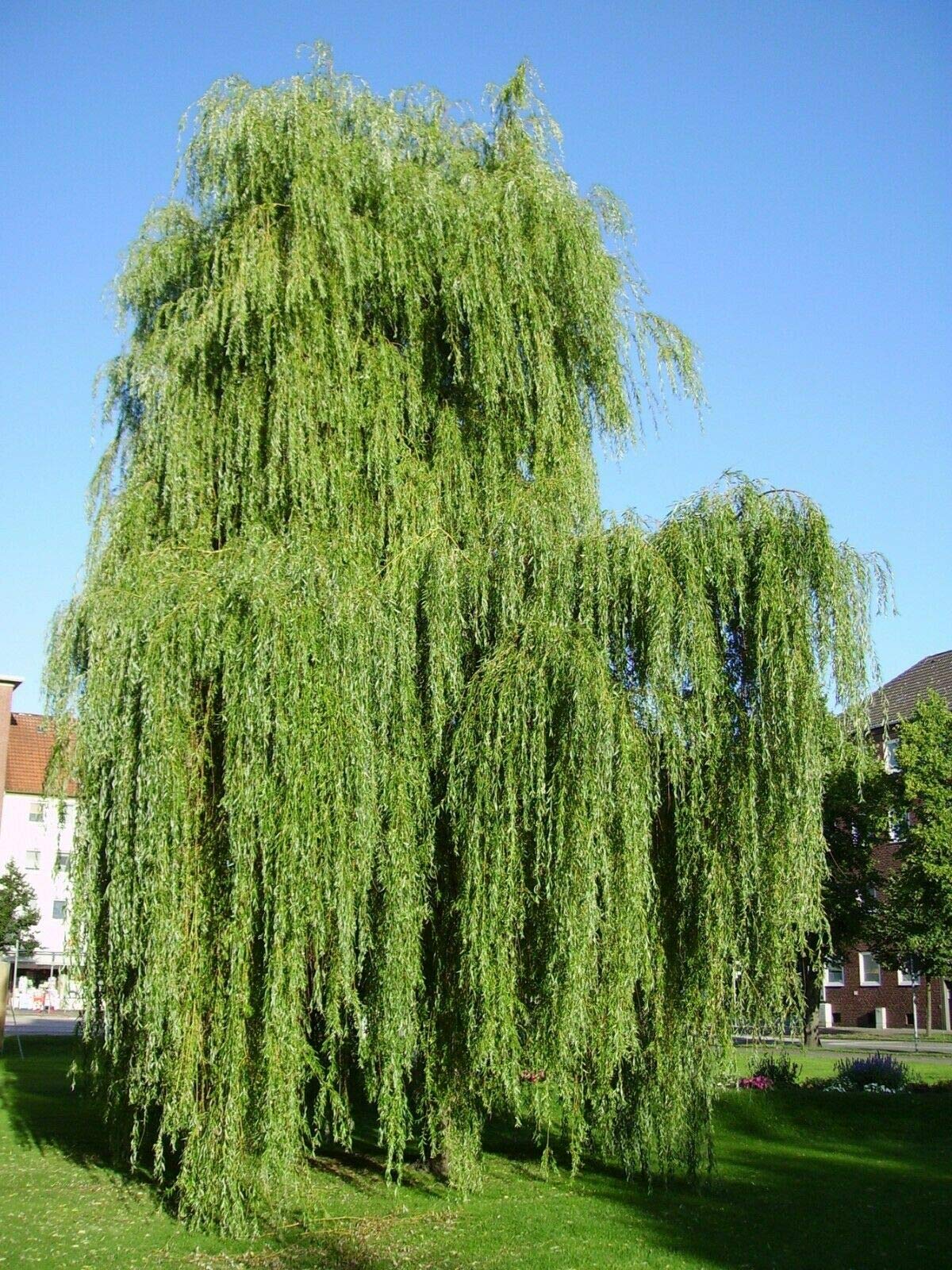 Salice piangente "Salix babylonica" pianta in vaso h 100/130 cm Vivaio di Castelletto