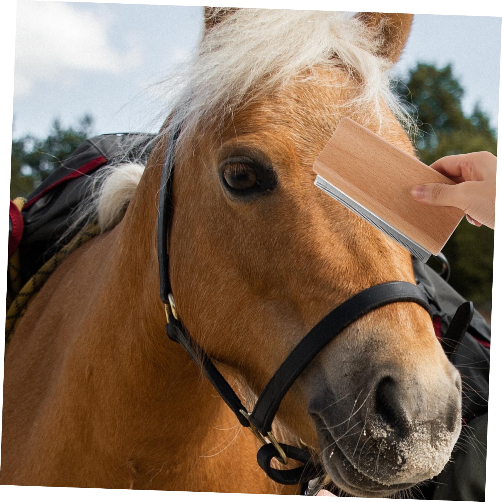 ibasenice Lot De 5 Peignes Pour Éliminer Les Poils D'Animaux Outil De Toilettage Pour Chevaux Brosse Pour Chiens Brosse Pour Chiens Brosse Pour Chiens Outils De Toilettage Pour