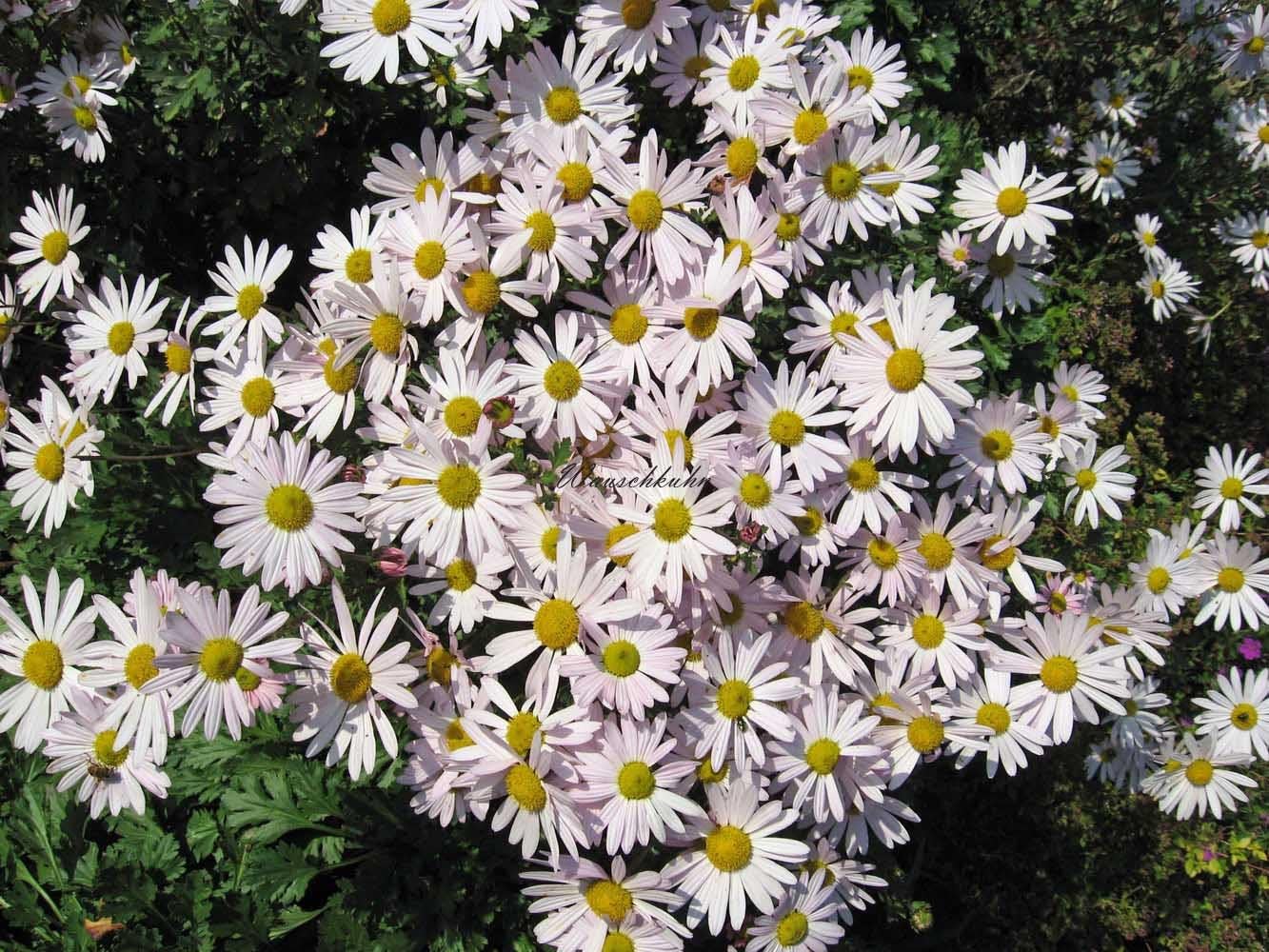 Staudenkulturen Wauschkuhn Arctanthemum arcticum 'Roseum' Margerite