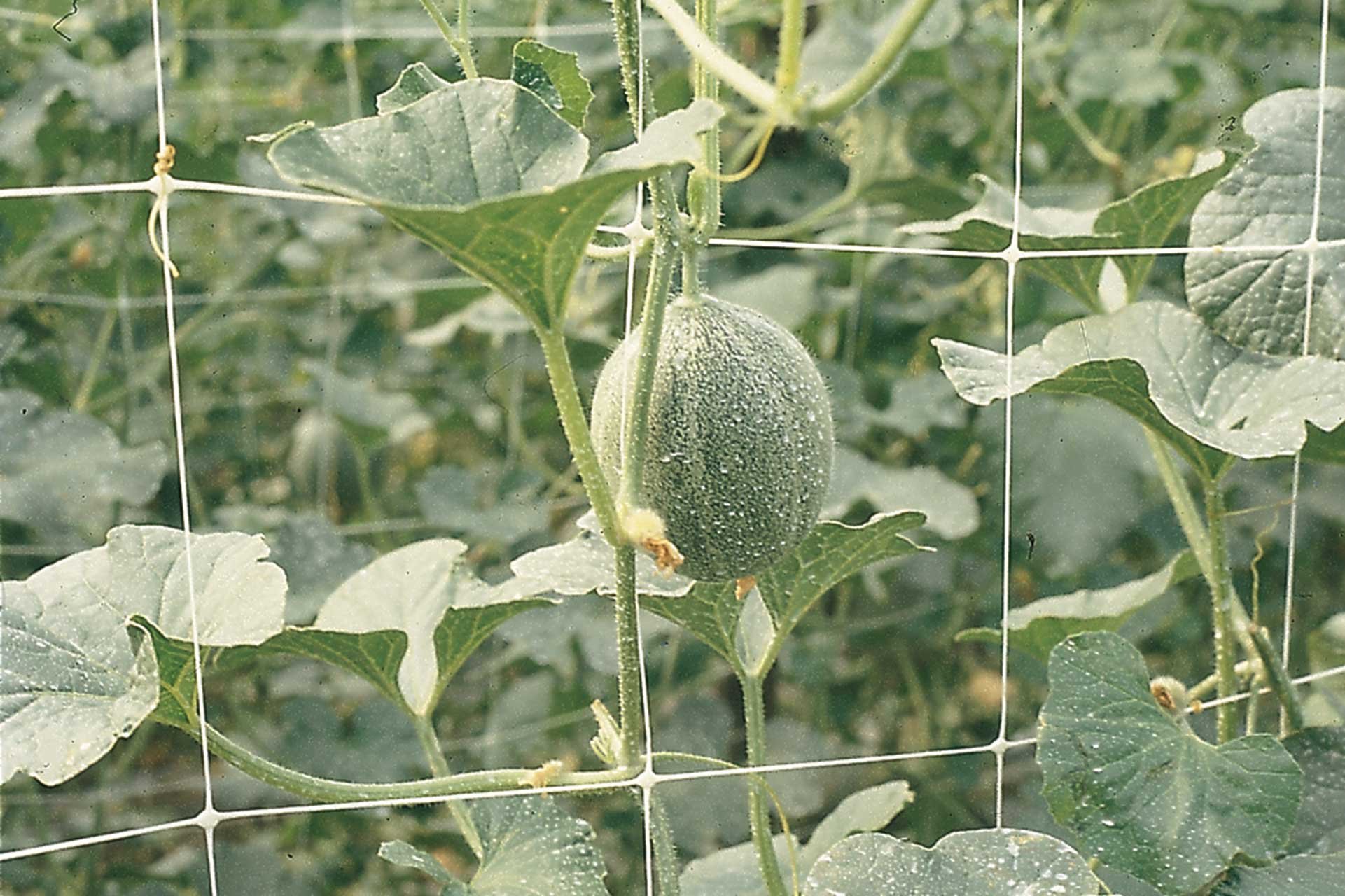 Rete Rampicante Per Orto - Supporto Per Piante In PVC A Maglia Larga 14x16cm