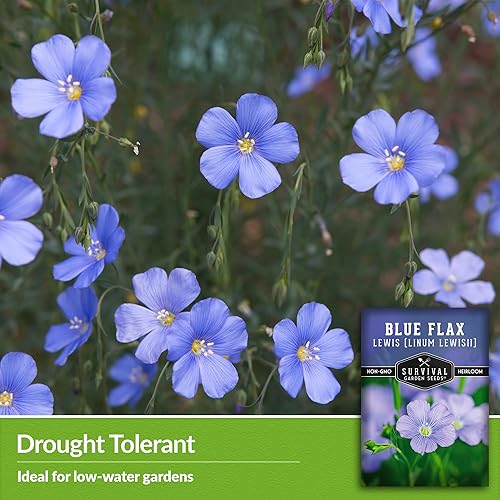 Miniatura 4 de Flax Lewis Blue Seed para plantar, 1 paquete con instrucciones para cultivar Linum lewisii en el jardín de flores de tu hogar, variedad de reliquia