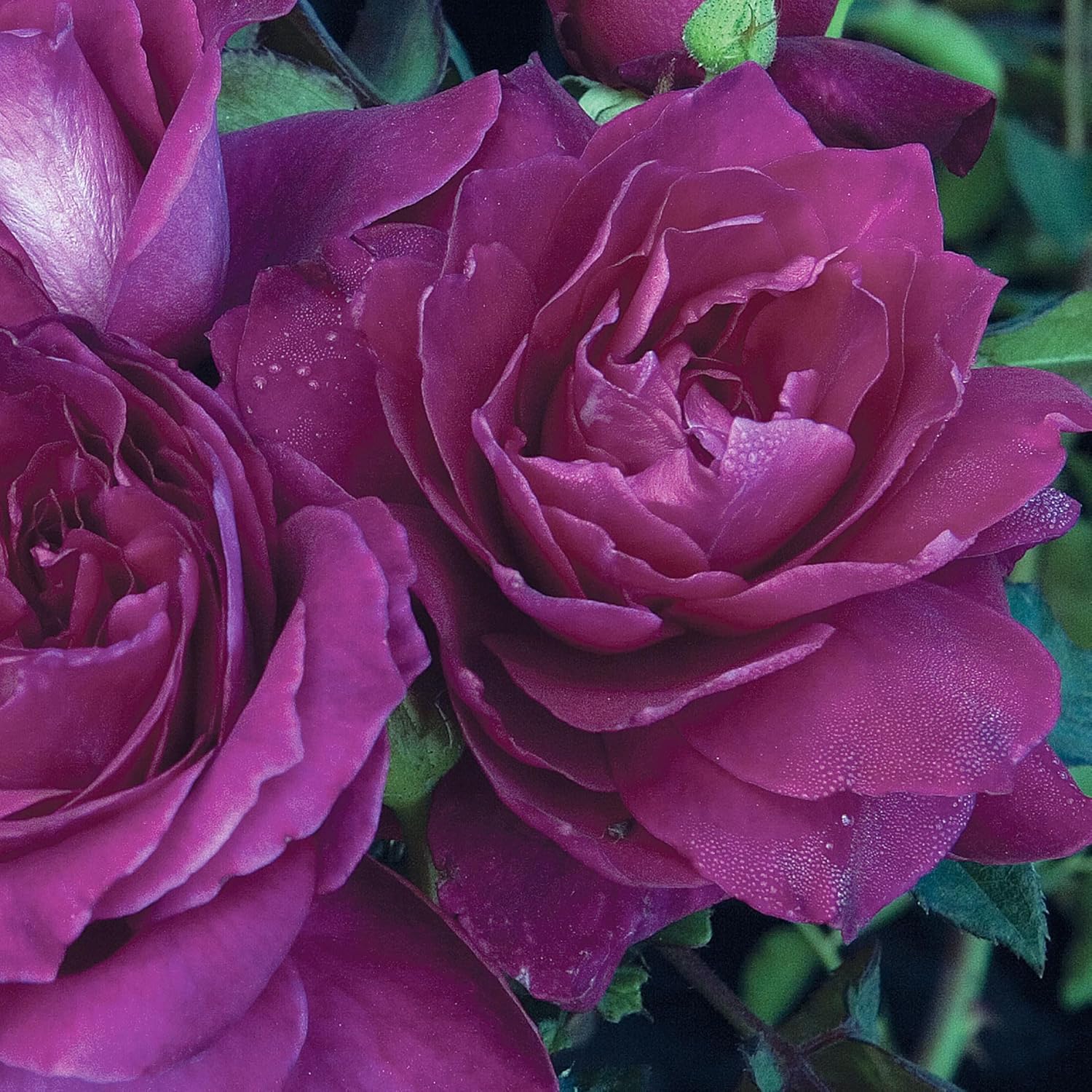 Intrigue Reblooming Hybrid Tea Rose Bush - Live Plant 1.5 Gallon, Fragrant Purple Blooms, Own Root, Zones 5-10, Stargazer Perennials
