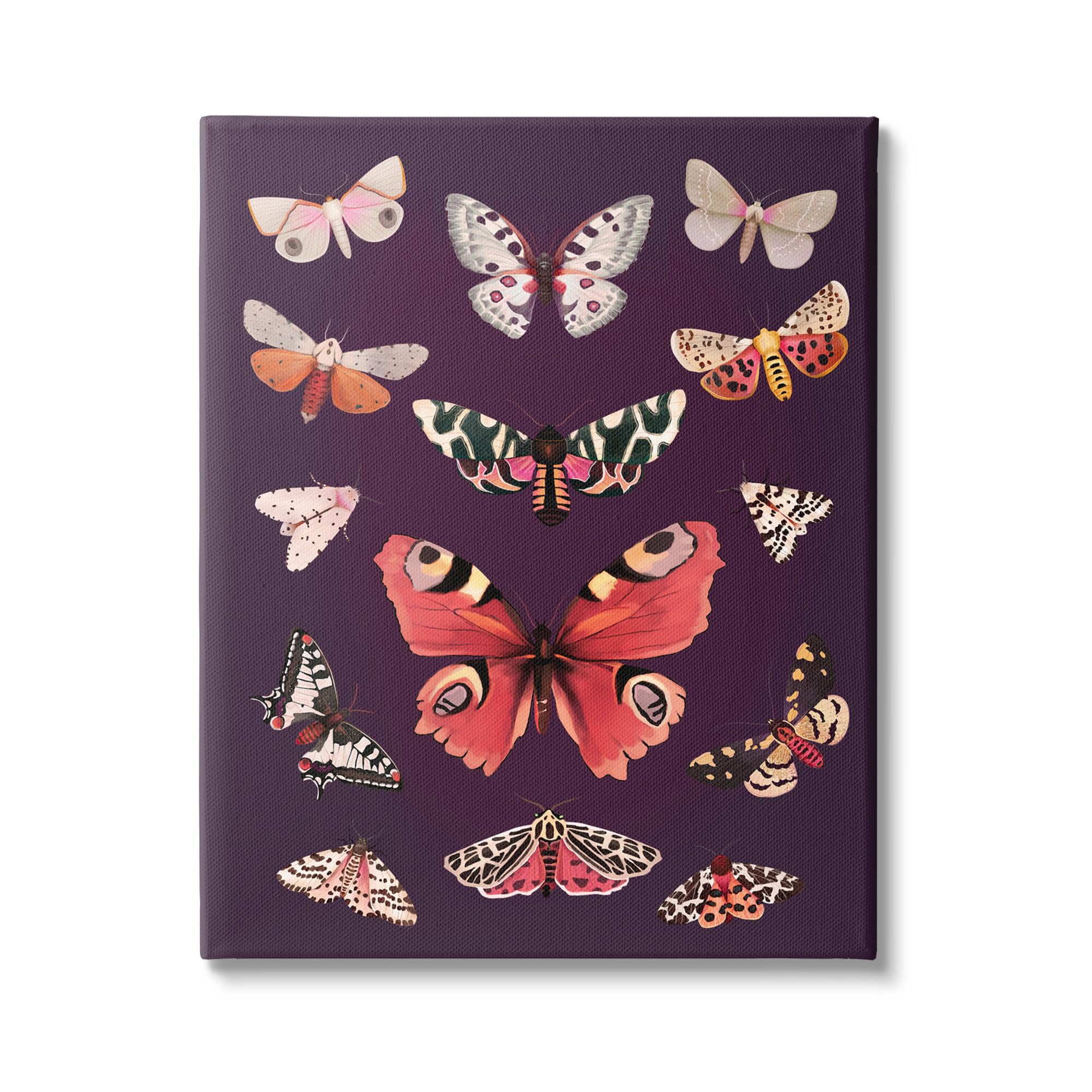 Stupell Industries Vintage Wildlife Moths Canvas Wall Art by Diane Neukirch