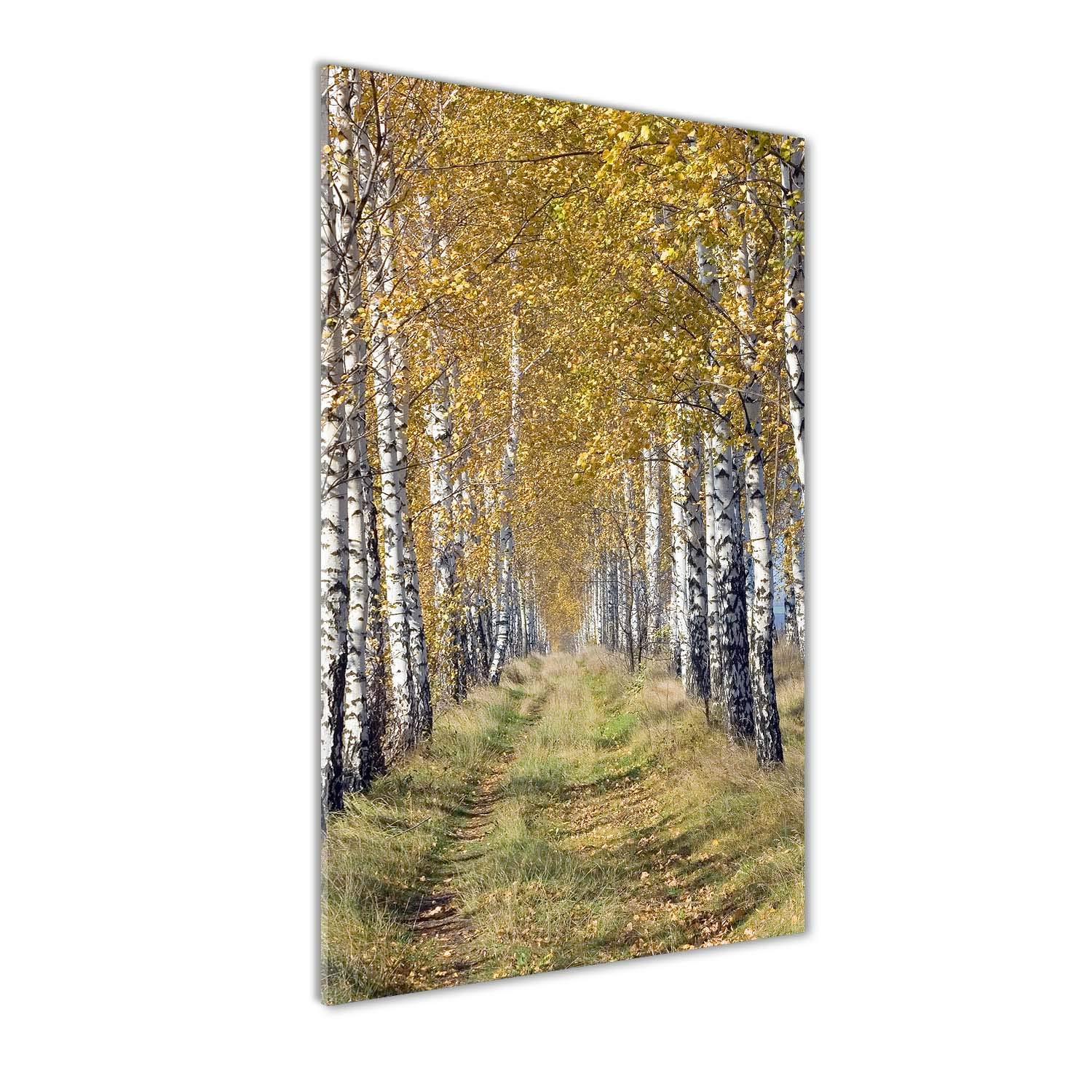 Tableau paysage de forêt de bouleaux jaune en impression sur verre Tulup 50x100 cm panoramique