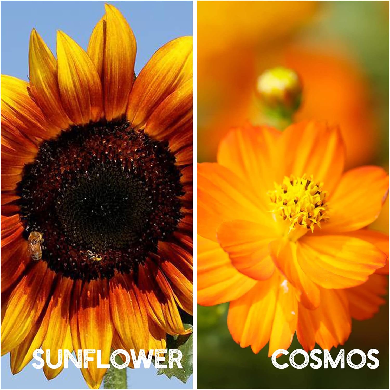 35 Varieties of Flower Seeds for Planting, ~20,000 Seeds - Includes Annuals, Perennials, & Wildflowers - Our Largest Assortment of Bulk Flower Seeds - Premium Flower Garden Seed Collection