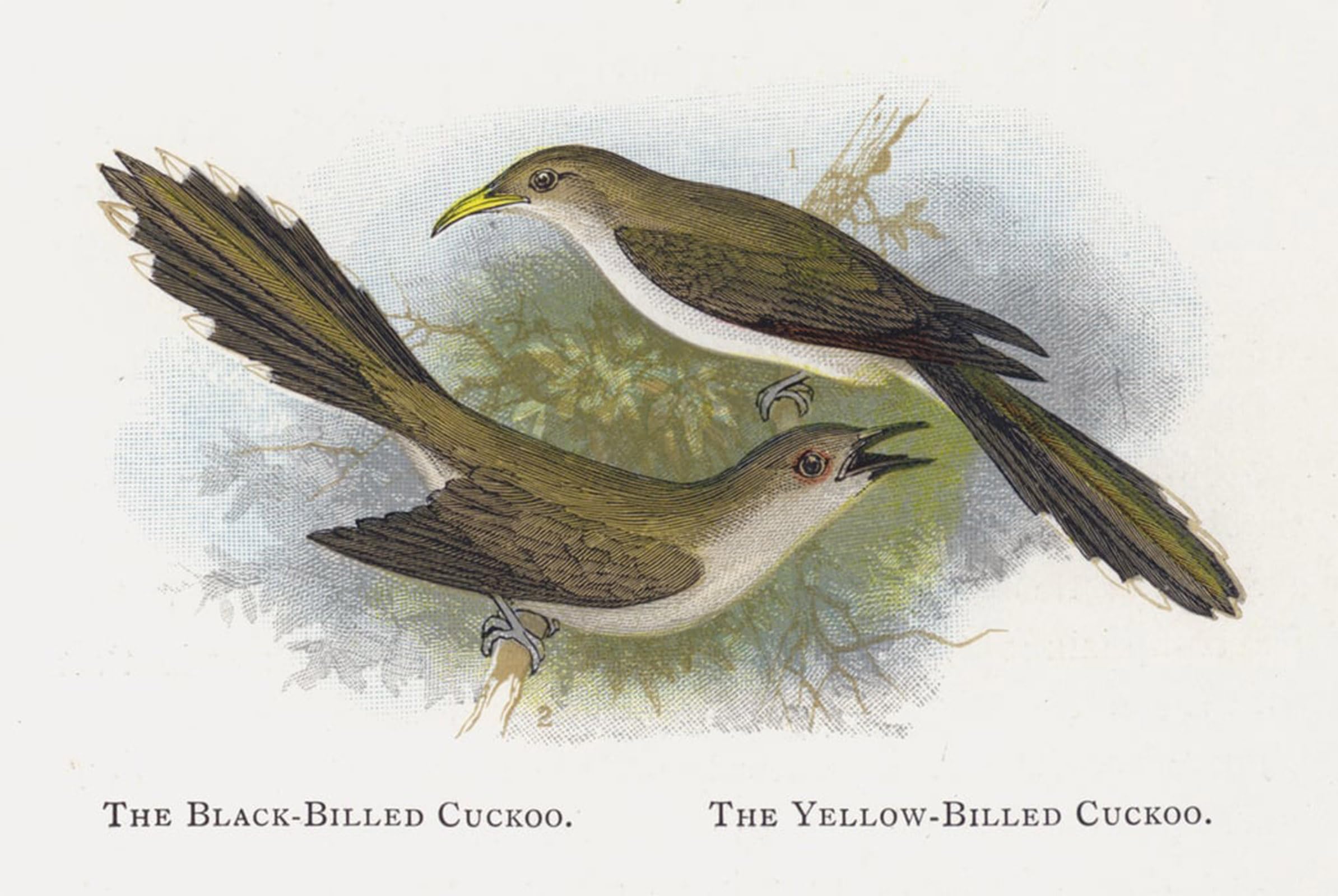 SERENDIPITP Aesthetic Poster Photo Wall Print Retro Picture the Black Billed Cuckoo the Yellow Billed Cuckoo by Alexander Lydon Modern Wall Artwork for Home Decor 60x90cm