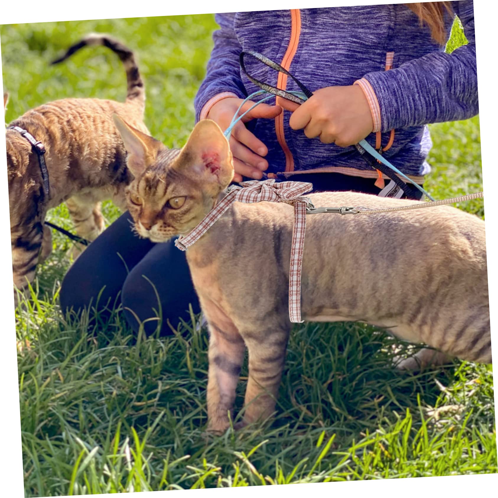 Sosoport 4sätze Einstellbares Katzengeschirr Mit Zugleine Für Außenbereich Sicher Und Bequem Für Kleine Katzen Geeignet Für Leicht Und Tragbar Aus Verschleißfestem Material