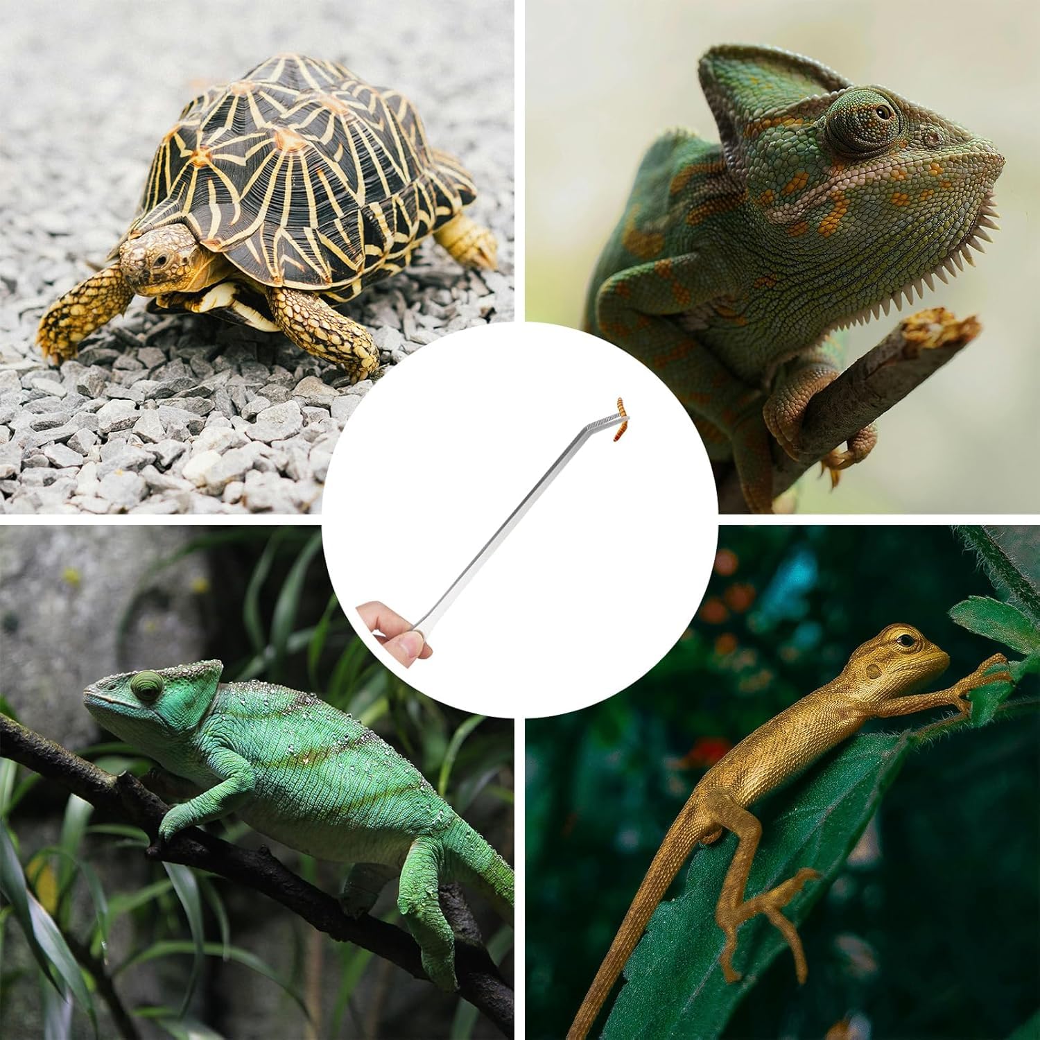 2 pinzas largas para acuario, pinzas curvadas de 27 cm, pinzas de alimentación de reptiles de acero inoxidable, herramientas de terrario, alimentador para lagartos, accesorios de tanque de serpiente