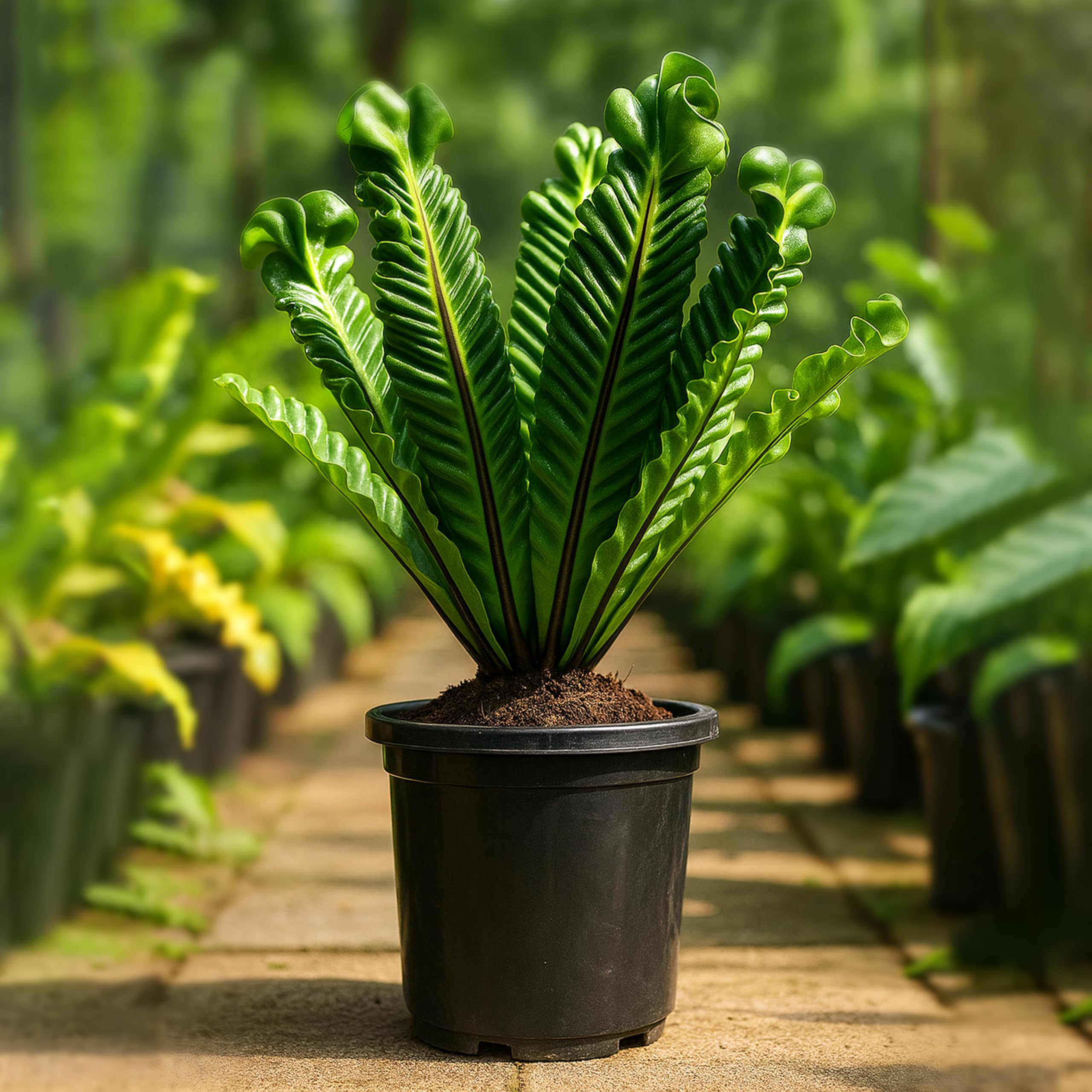 UGALOO Cobra Fern Plant-image-27
