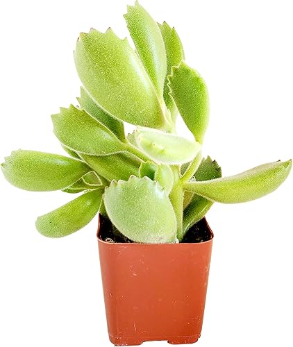 Fat Plants - Colección de suculentas colgantes