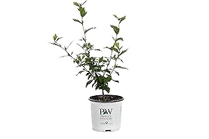 1 Gal. Blue Chiffon Rose of Sharon (Hibiscus) Live Shrub, Blue Flowers