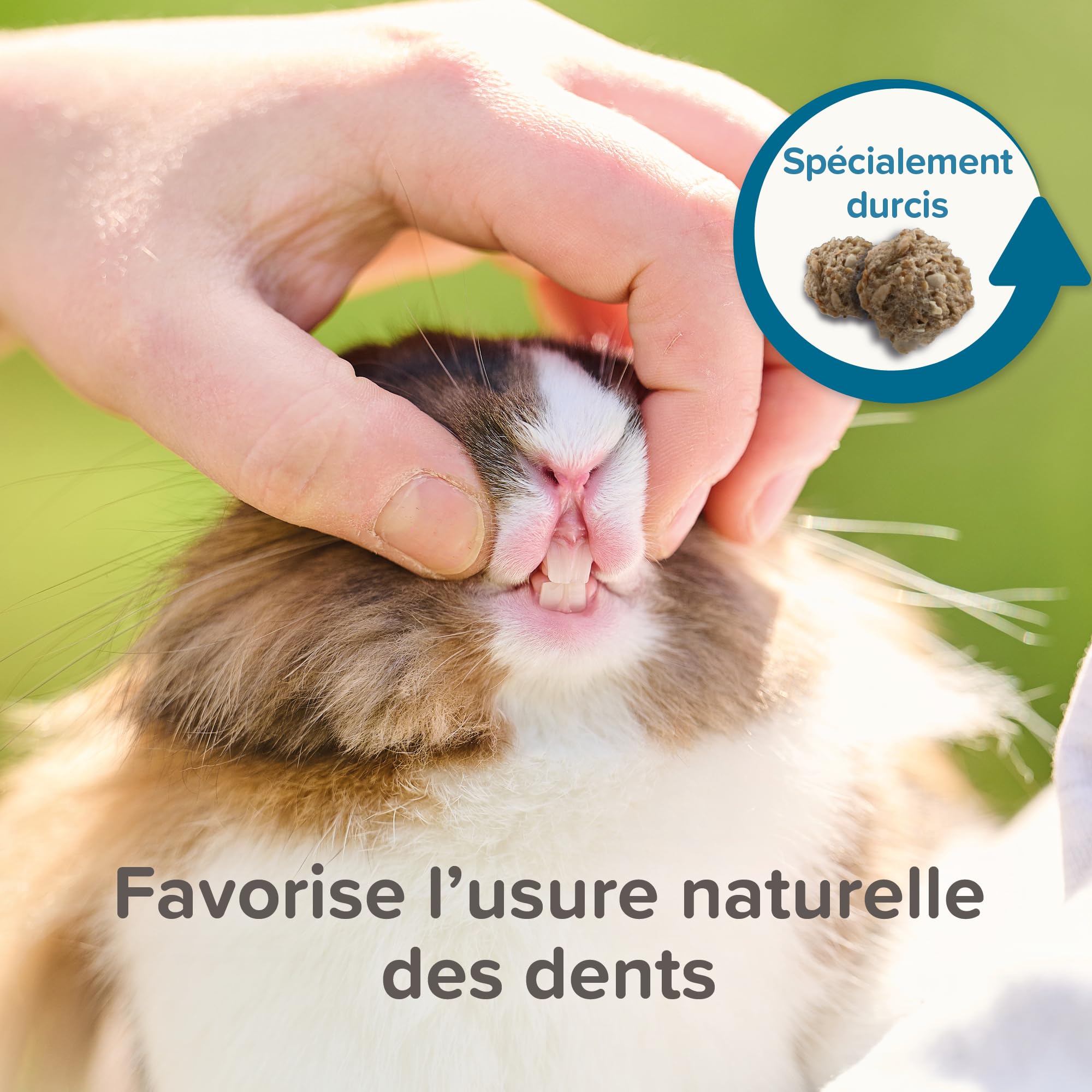 BEAPHAR – Care+ – Alimentation Super Premium extrudée pour Lapin Junior – 25% de Fibres – Appétent, sans Sucre ajouté ni Colorant – Haute digestibilité – Aide à l’Usure Naturelle de Dents – 1.5 kg
