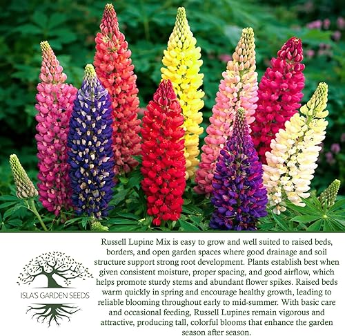 Miniatura 6 de Russell Mix - Semillas de flores de altramuz (Lupinus perennis) – Más de 150 semillas sin OMG y reliquias de Isla's Garden Seeds, flores perennes