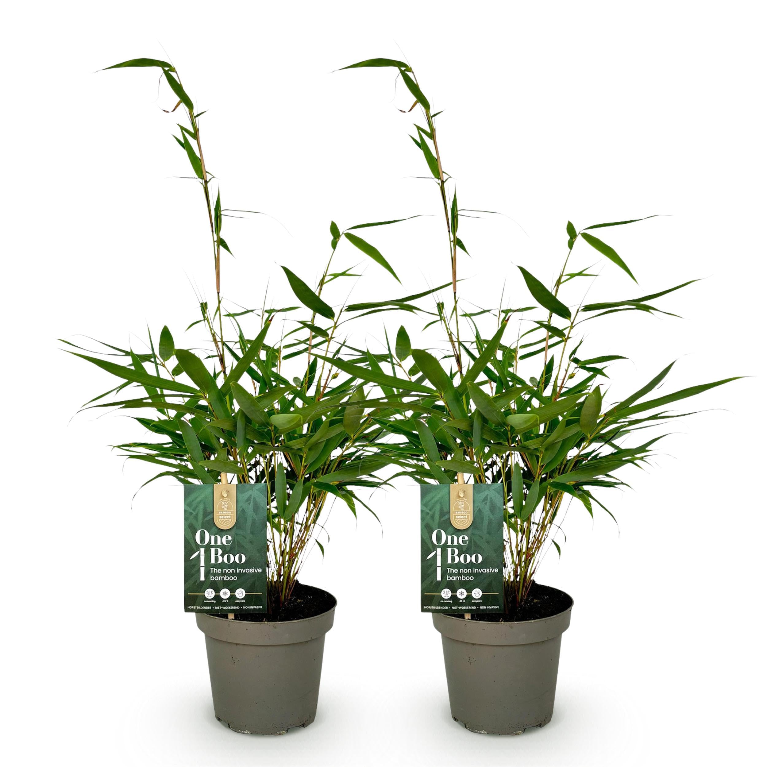 Graminées - Fargesia robusta Pingwu - Bambou non envahissant - Feuillage persistant - 2 Plantes - 25-35cm - Ø14cm - Plante de jardin