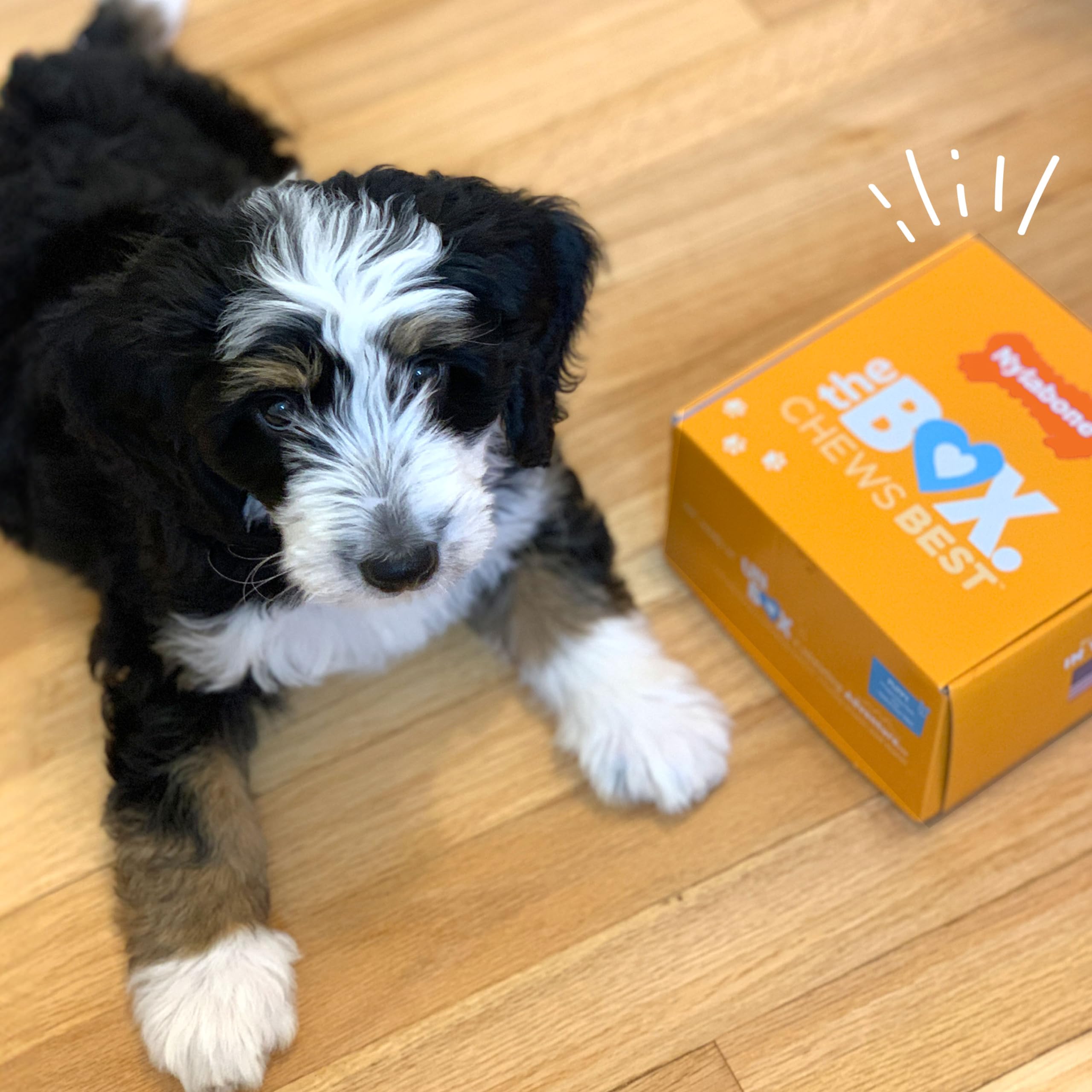 Nylabone Hundespielzeug-Geschenkbox, enthält 3 Starke Kauspielzeuge und 1 Hundeleckerli, Kauspielzeug für Welpen, klein/normal (4 Stück)