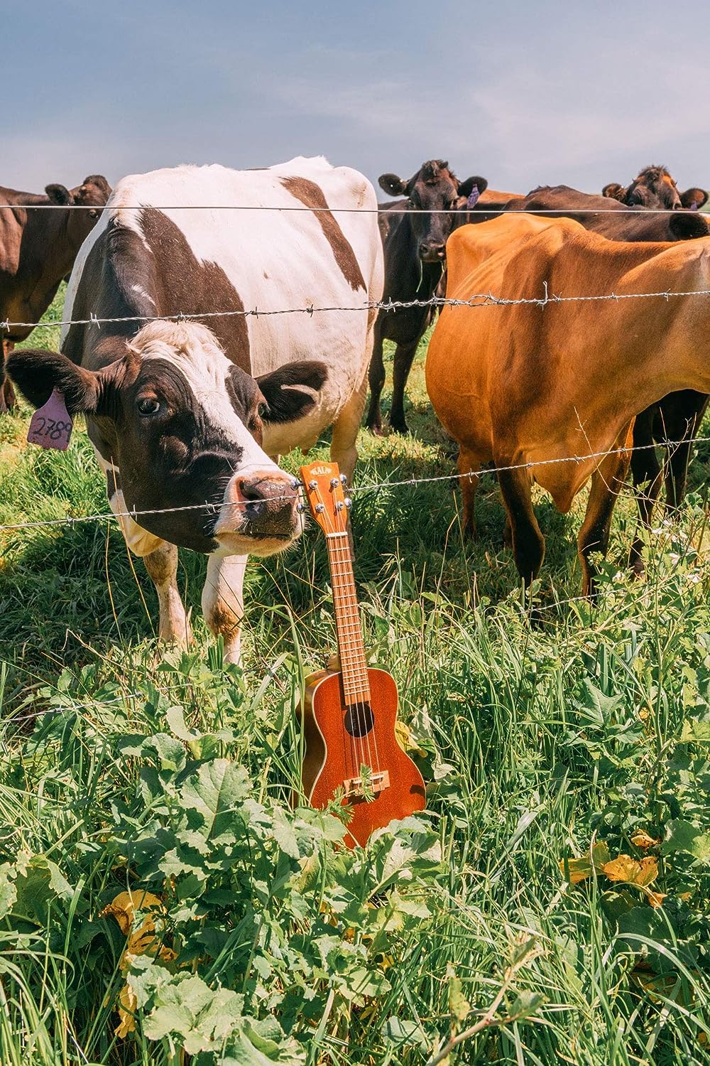 Kala Satin Mahogany Concert Ukulele - KA-C Bundle with a Tuner and Polishing Cloth - Image 5