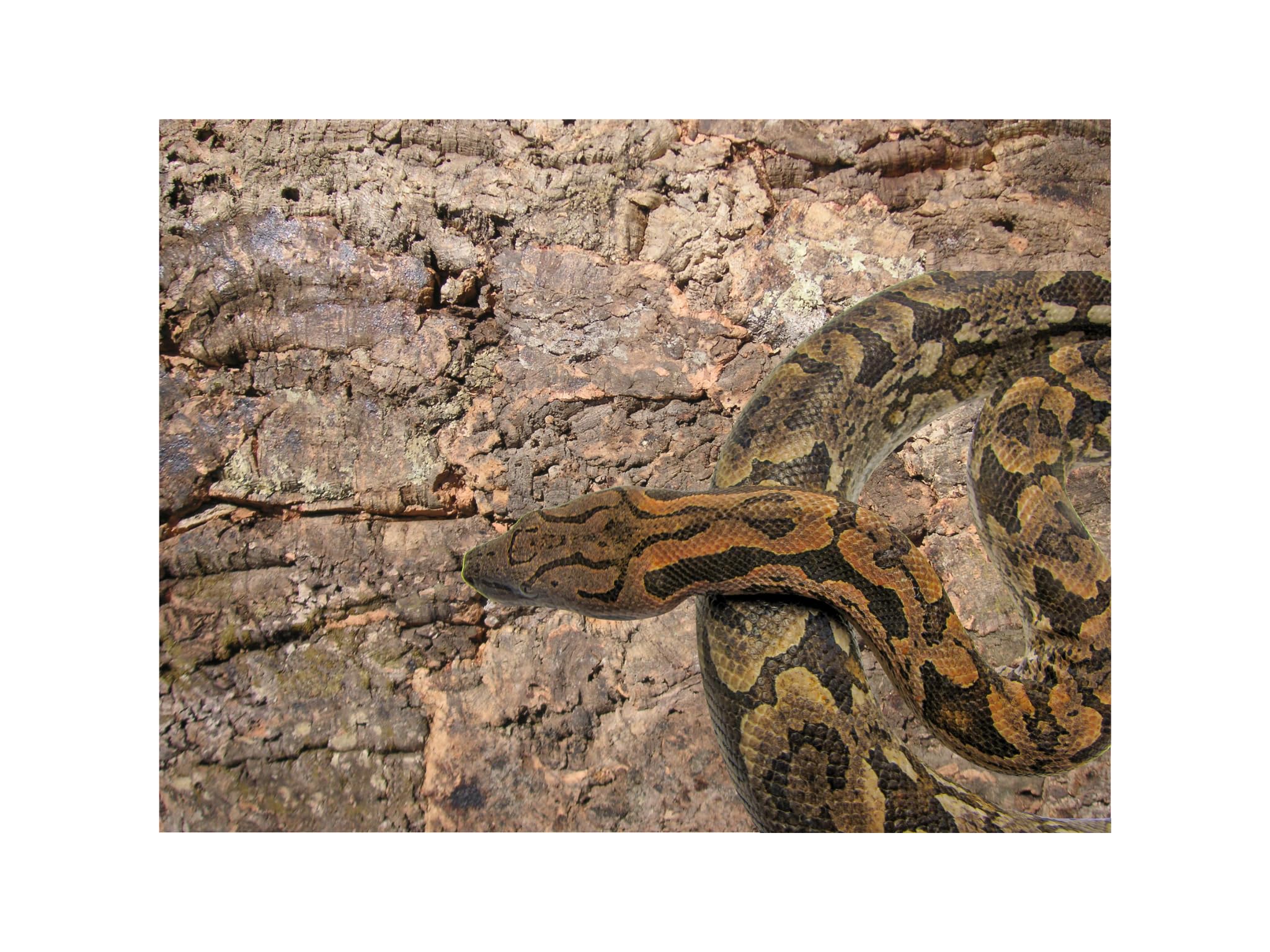 XXL Korkrückwand innen Desert 90x60 cm, Terrarium, Kork Rückwand (92016), Dekor Hintergrund