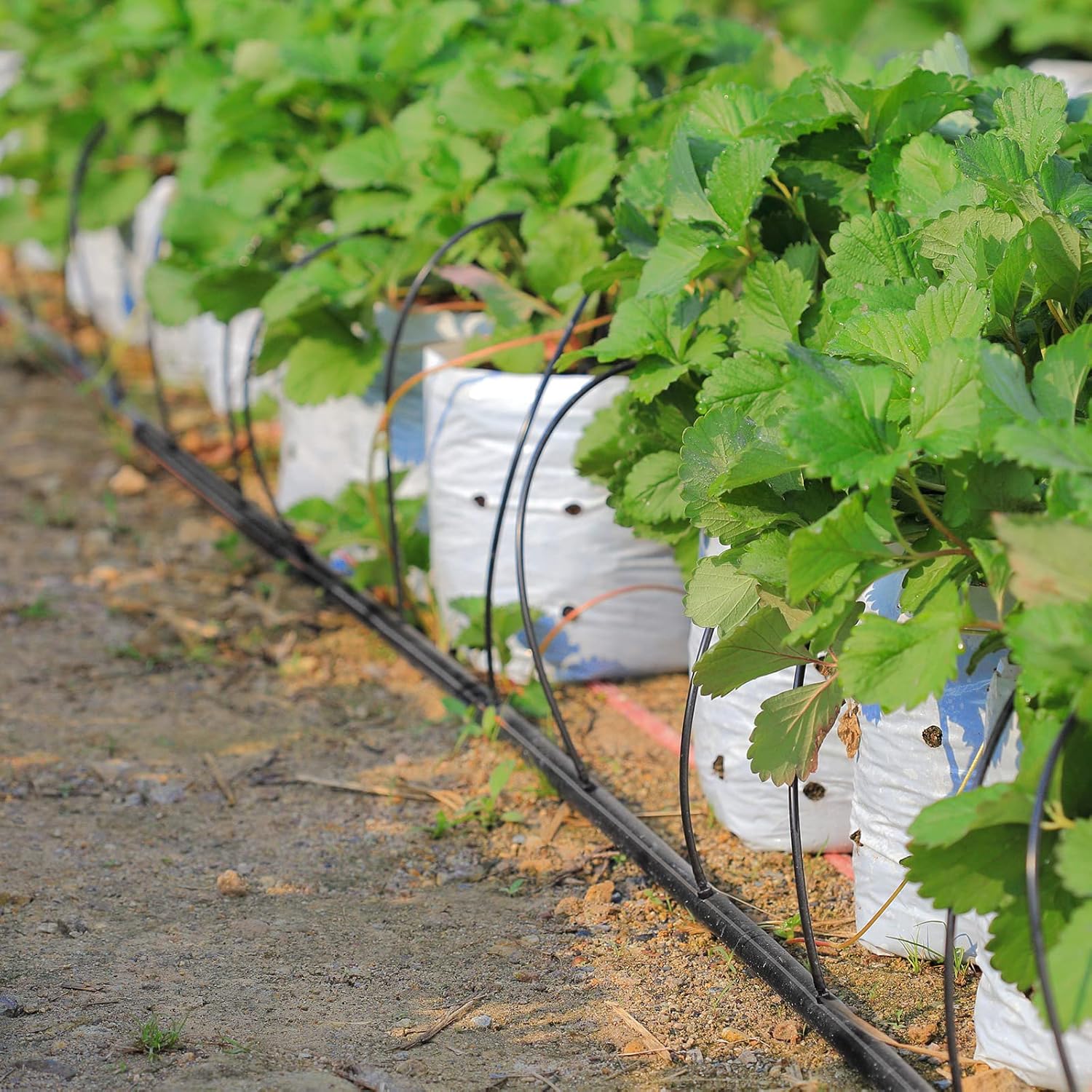 Yaomiao 984 ft Drip Irrigation Hose 1/4 Inch Blank Distribution Tubing Drip Irrigation Drip Line Watering Drip Automatic Irrigation Equipment Set for Garden Flower Bed Greenhouse Flower (Black)