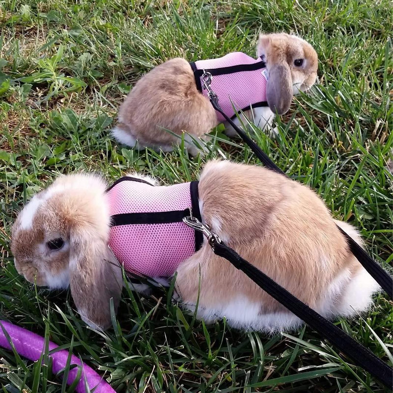 Pettorina Regolabile Per Conigli E Piccoli Animali - Imbracatura In Rete Traspirante Con Guinzaglio, Per Conigli, Gatti, Criceti - Foto 6