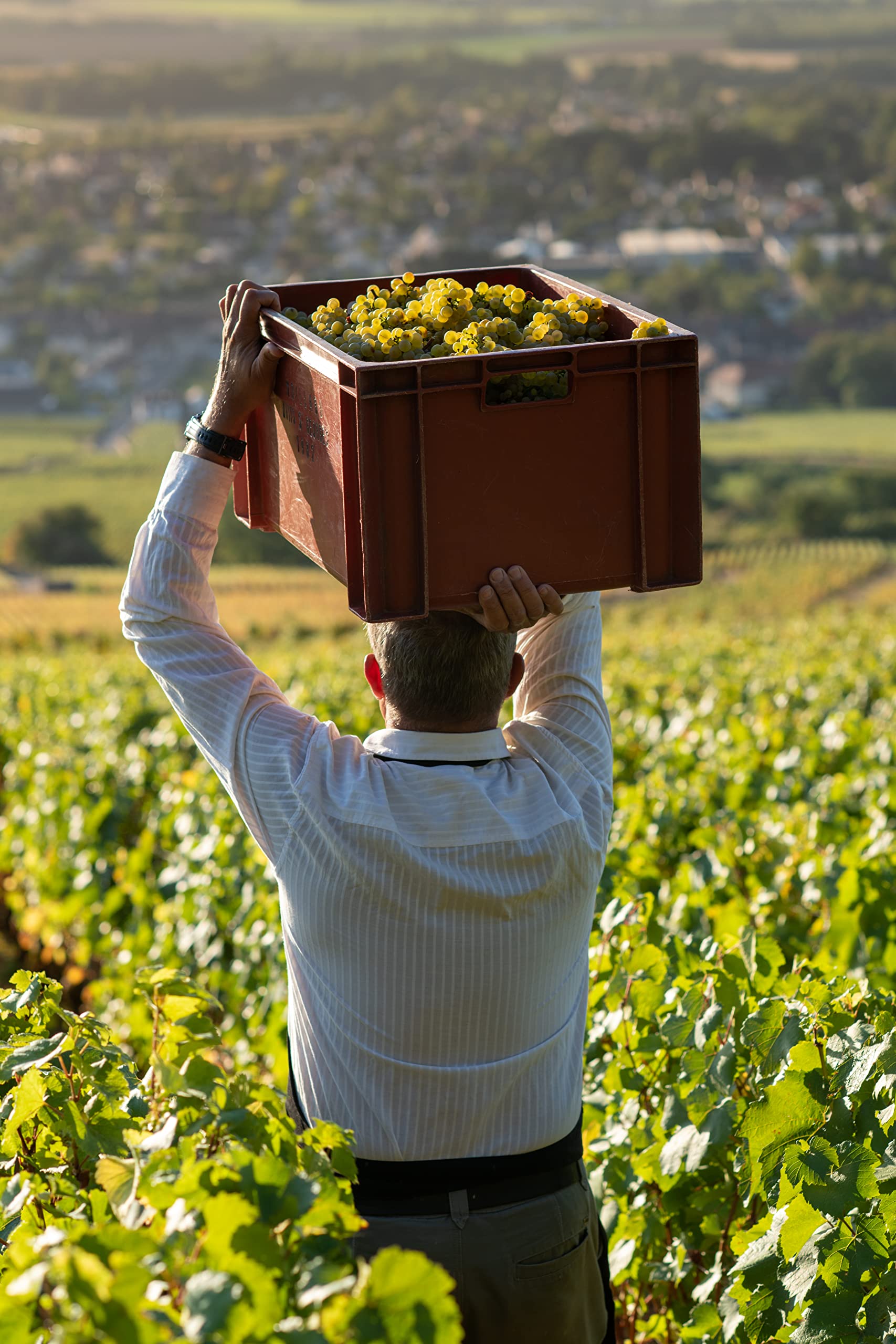 Moillard - Set regalo Chablis e Petit Chablis, vino bianco Chardonnay, Grand Vins de Bourgogne in scatola di legno (2 x 0,75L) (Confezione da 3)