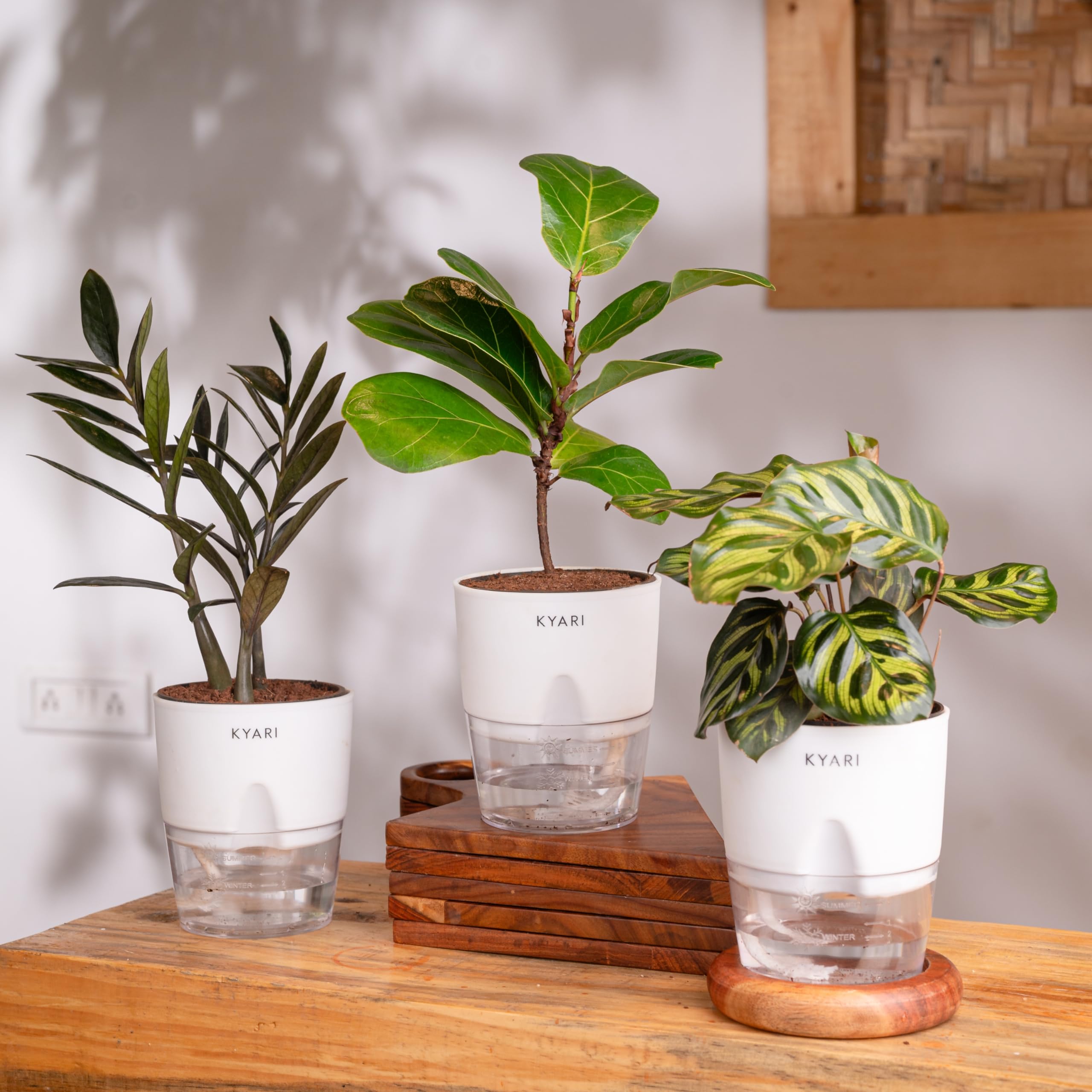 KYARI Combo of 3 - Dieffenbachia, Peacock Plant & Schefflera variegated Indoor Plants for Living Room | Live Plants | Plants with Green Self Watering Pot for Home | Air purifier plants for Home Decor (B0D6MSJL6P) Amazon Price History, Amazon Price Tracker