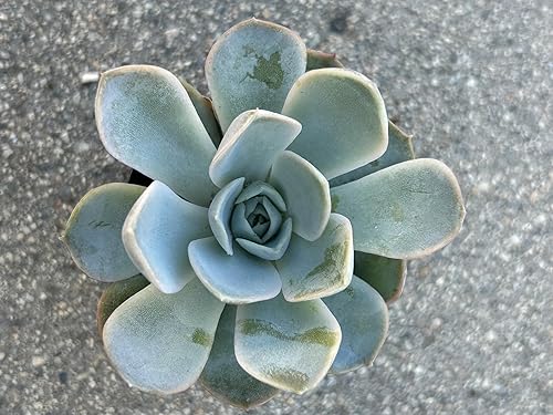 Miniatura 4 de Echeveria Joselrin Live Succulent Plant, 2 Inch Potted, Fully Rooted with Soil, Blue Green Rosette, Home and Office Decor