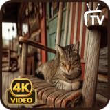 猫のリラックス音楽スクリーンセーバー - リラックス音楽と睡眠