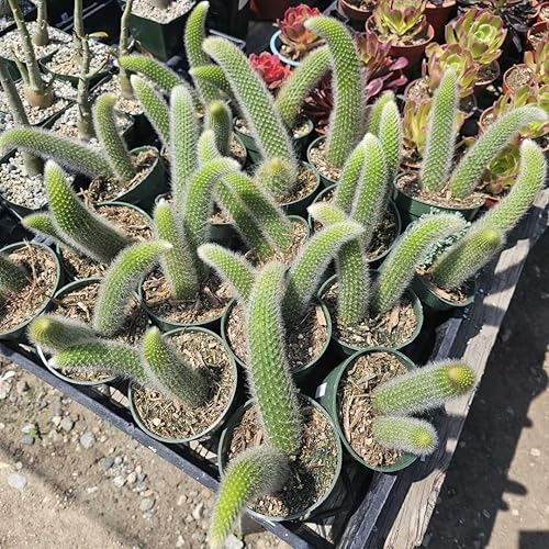Miniatura 4 de Plantas vivas de cactus de cola de mono para plantar, plantas suculentas en maceta de 2 pulgadas para plantar en interiores y exteriores