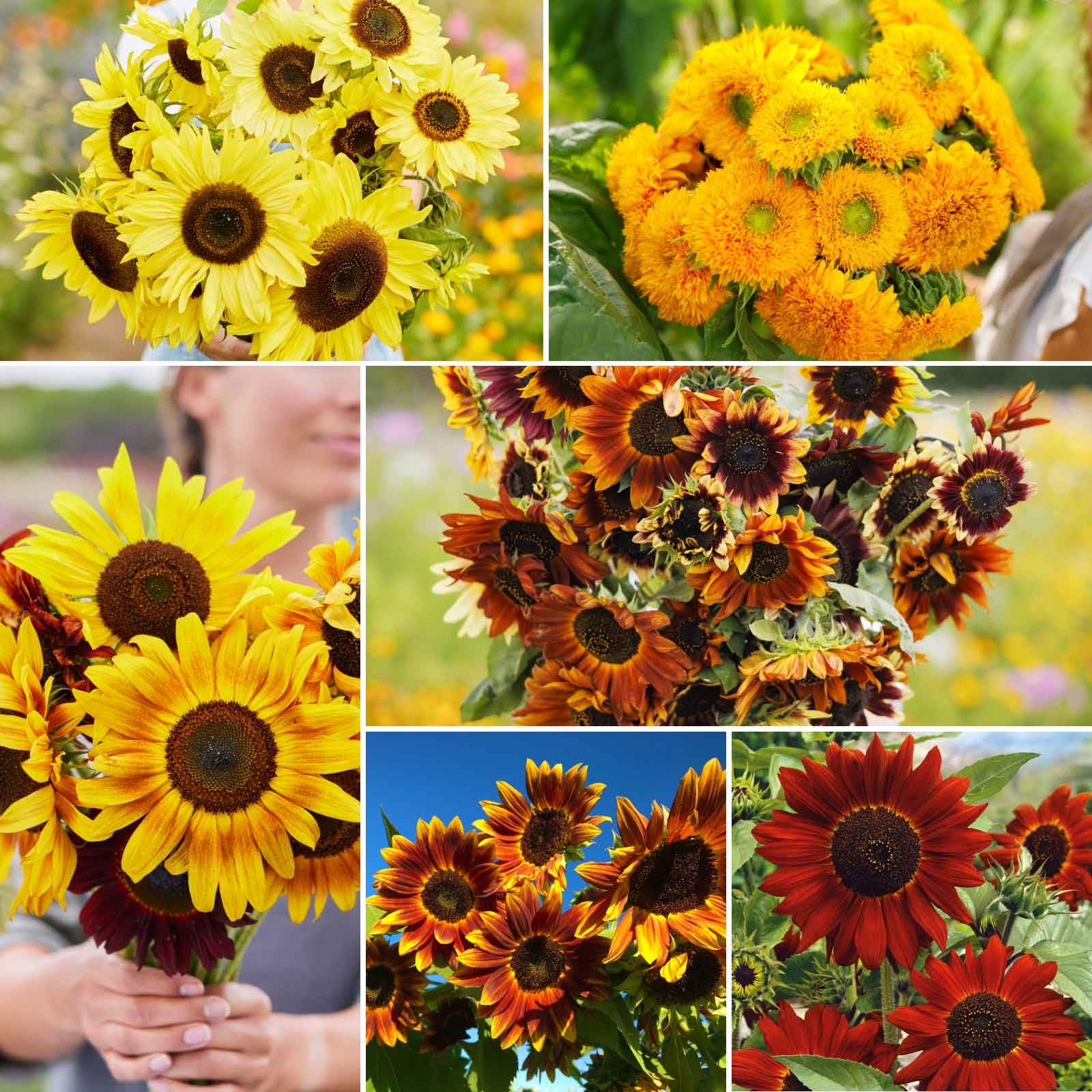 Eden Brothers Here Comes the Sun Flower Mixed Seeds