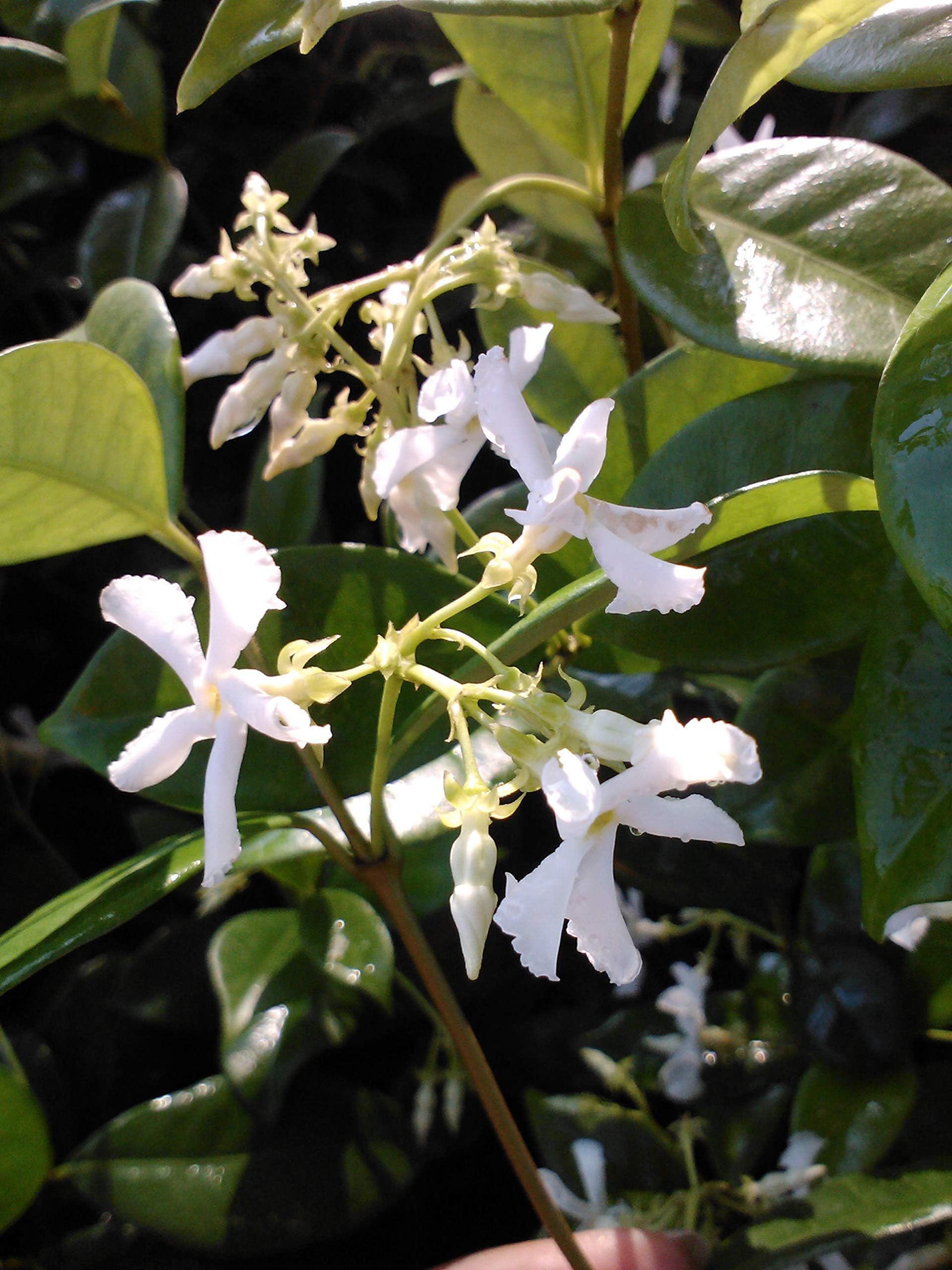 (1) Confederate Jasmine Fragrant Vine Starter Plant